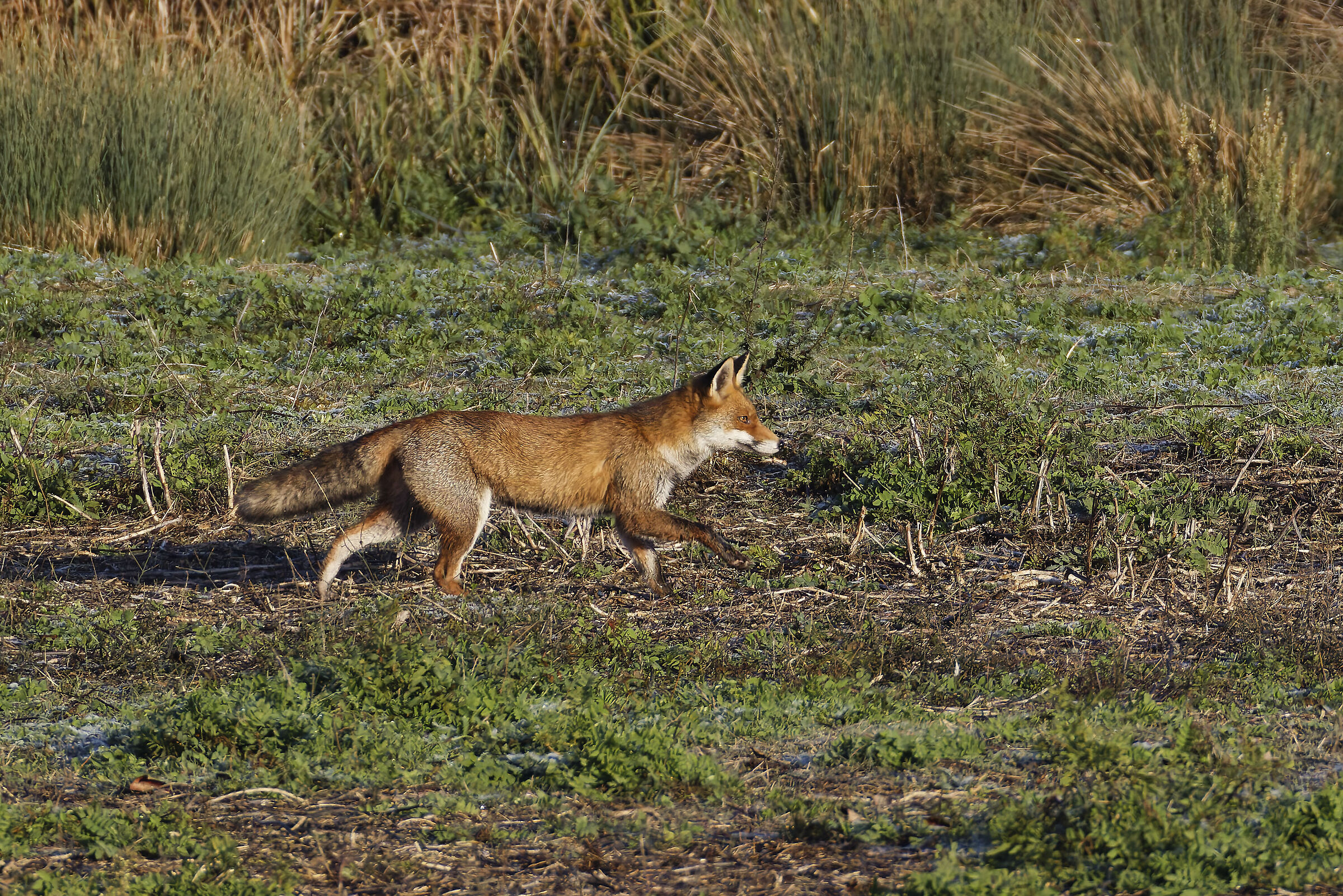 First light of the morning, suddenly...
