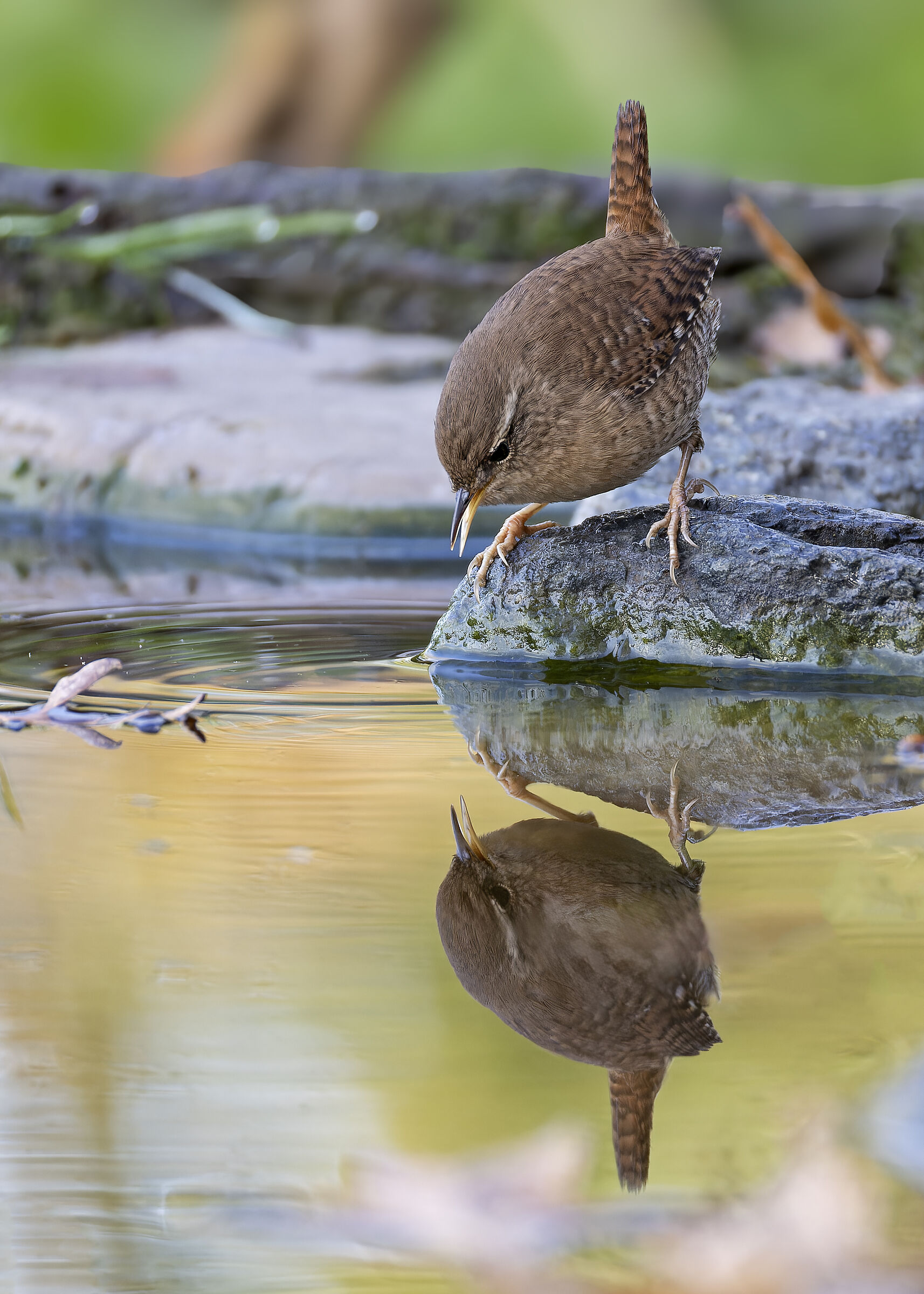 Wren