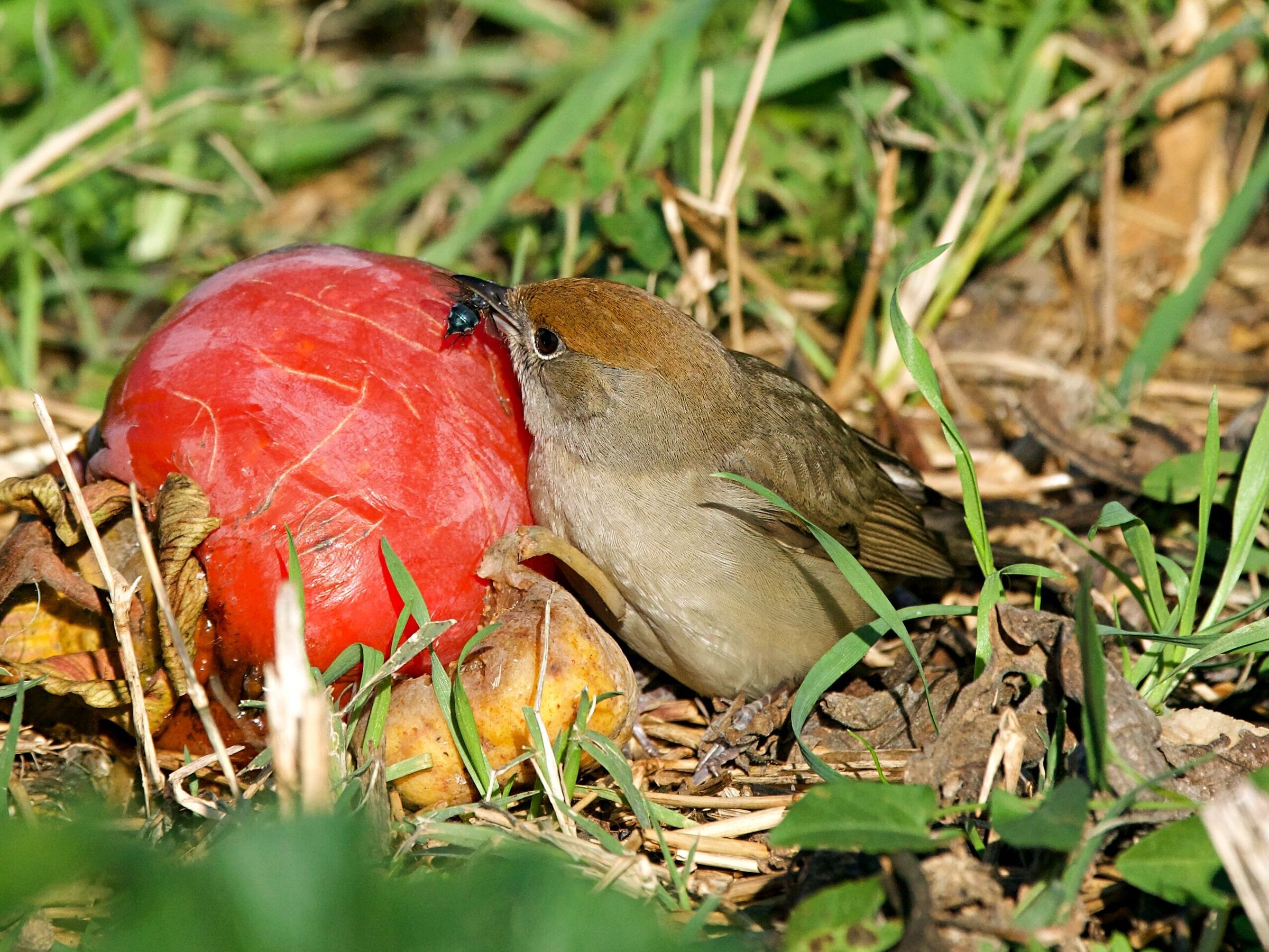 Succulenta colazione "non solo frutta"