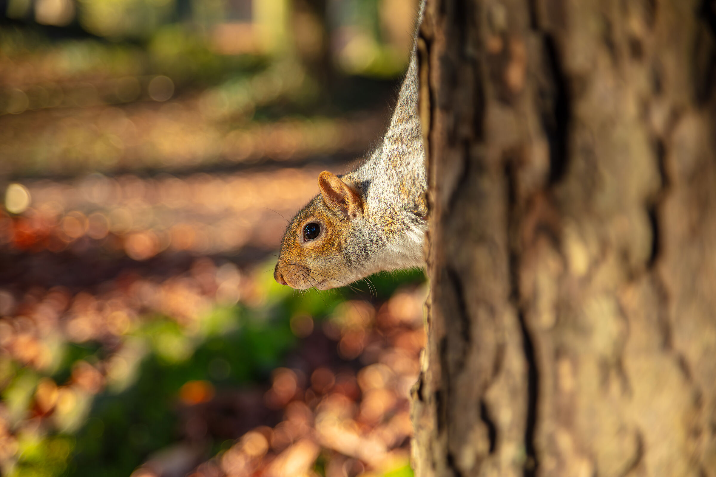 Uno scoiattolo fa capolino, Villa Reale