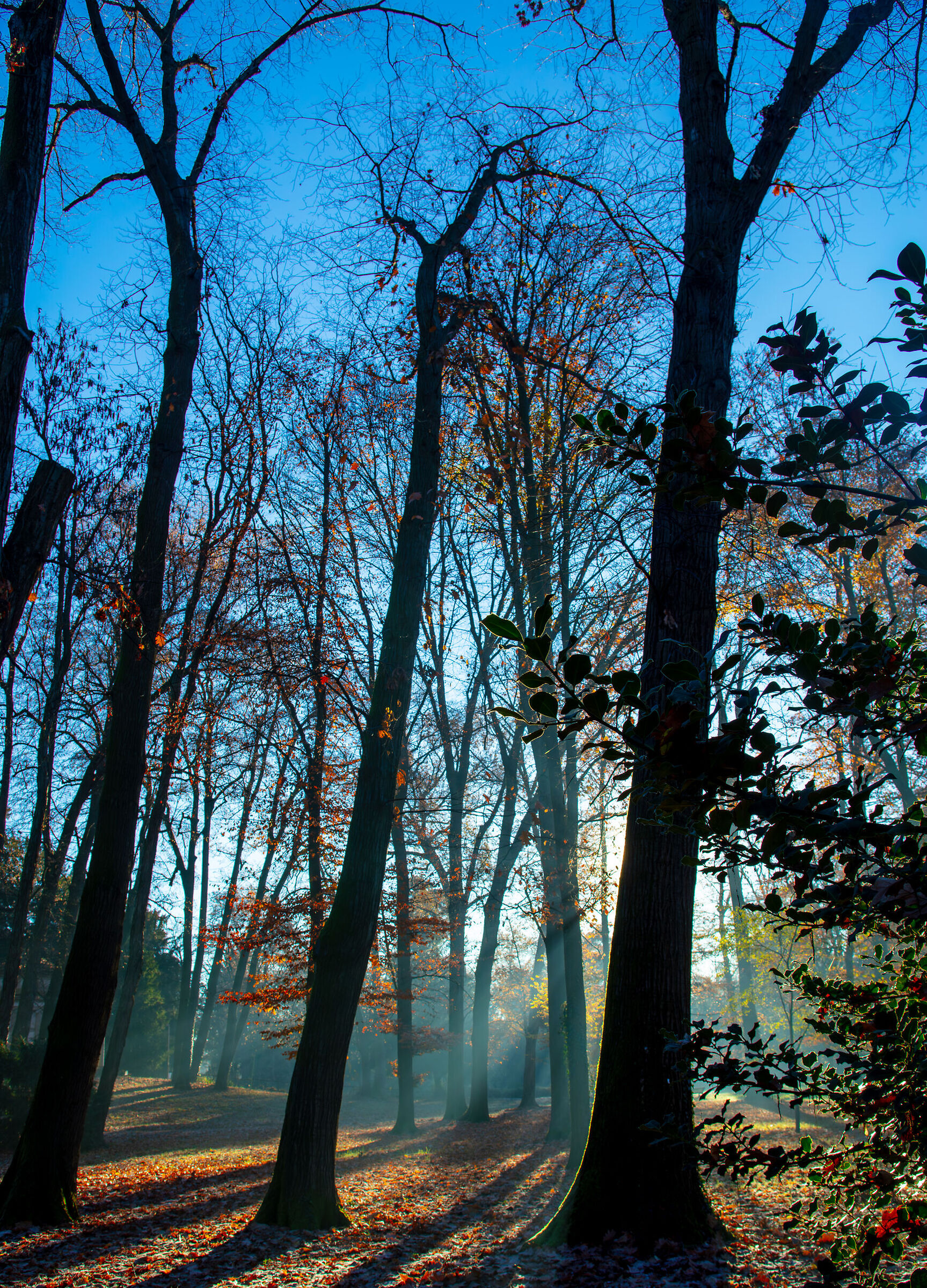 Una mattina autunnale in villa Reale