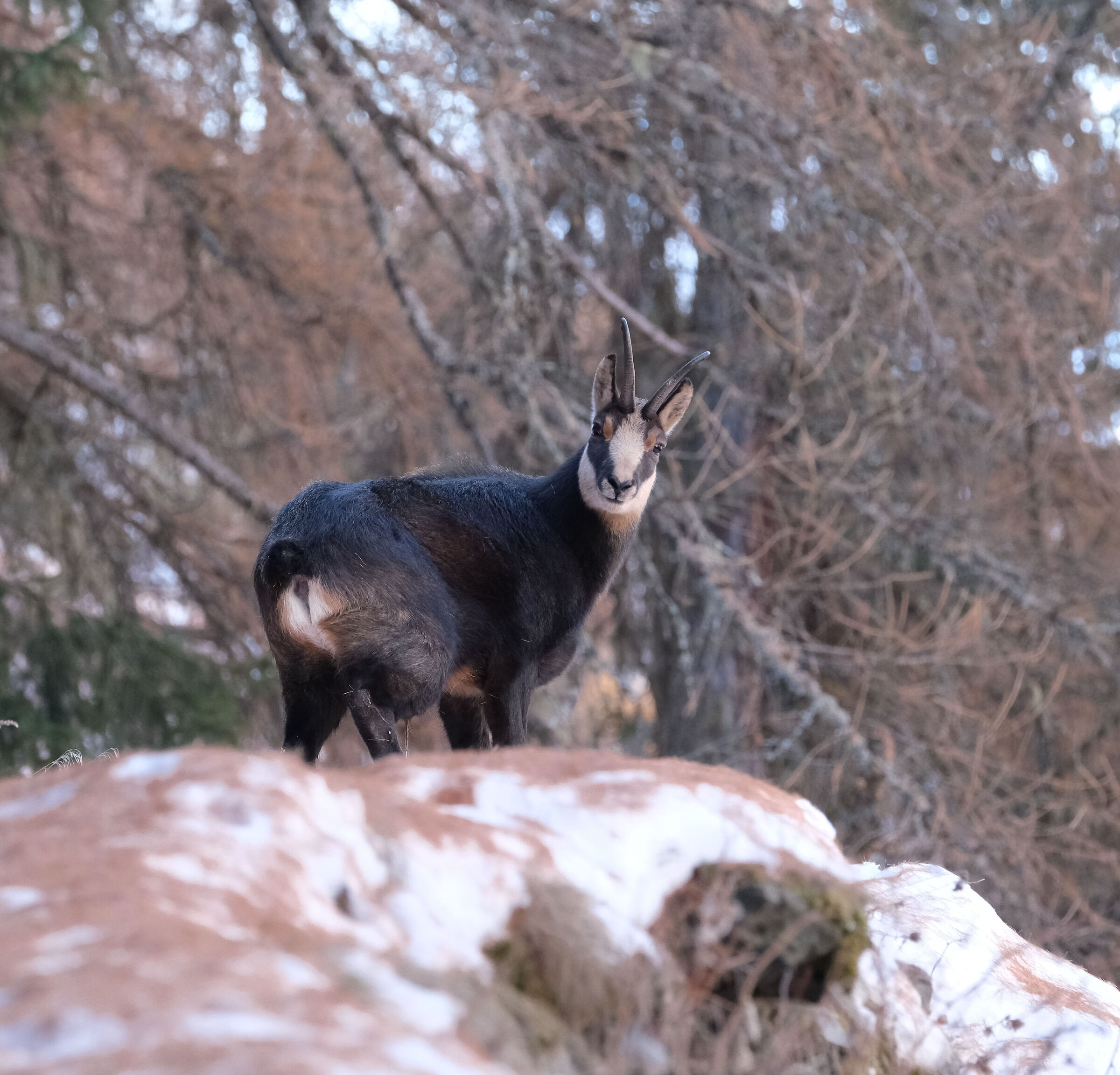 salgo in baita e chi mi trovo !!!