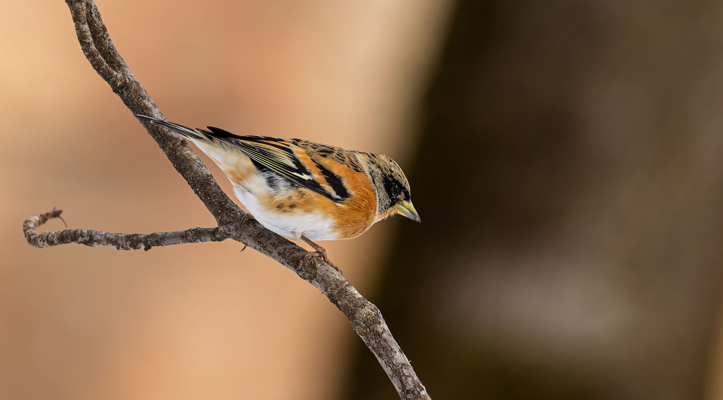 Brambling
