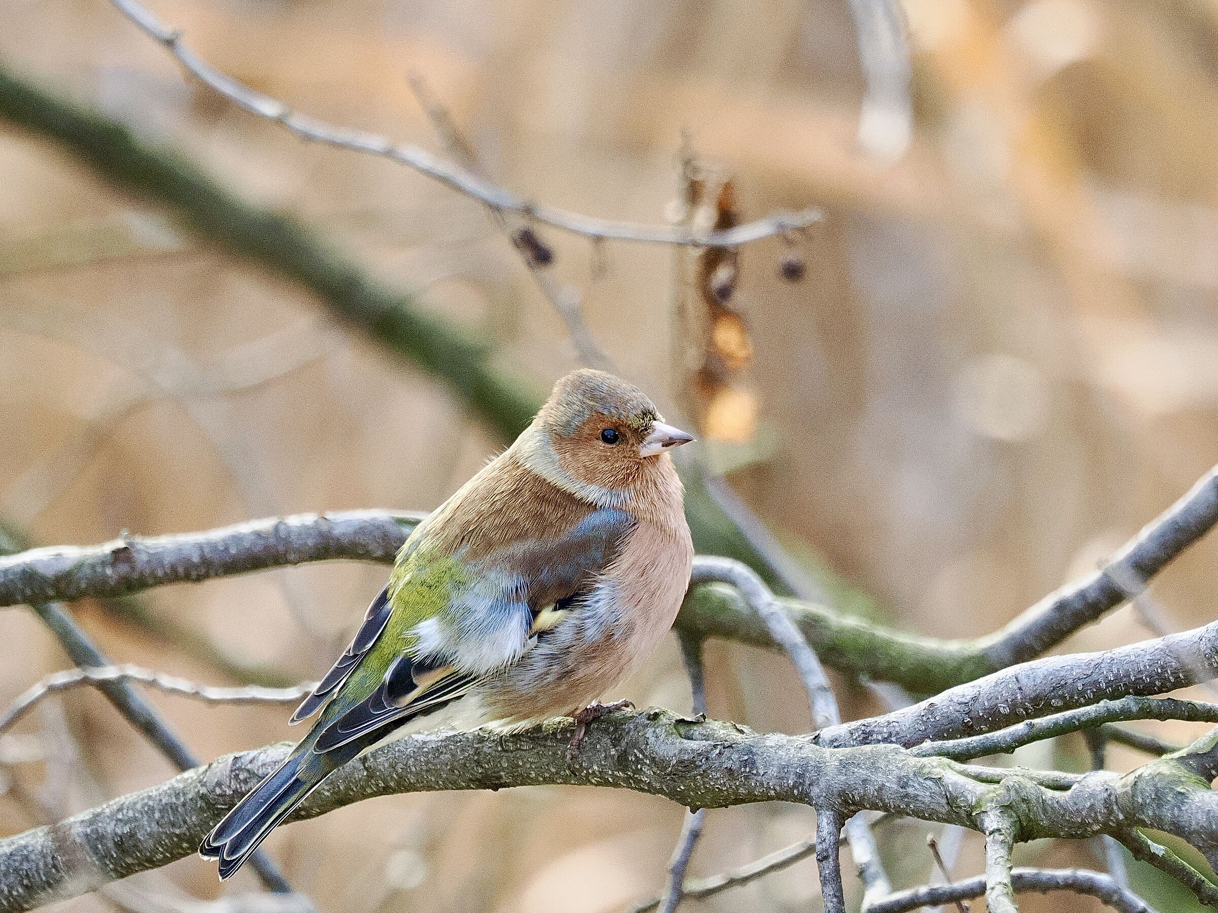 Chaffinch