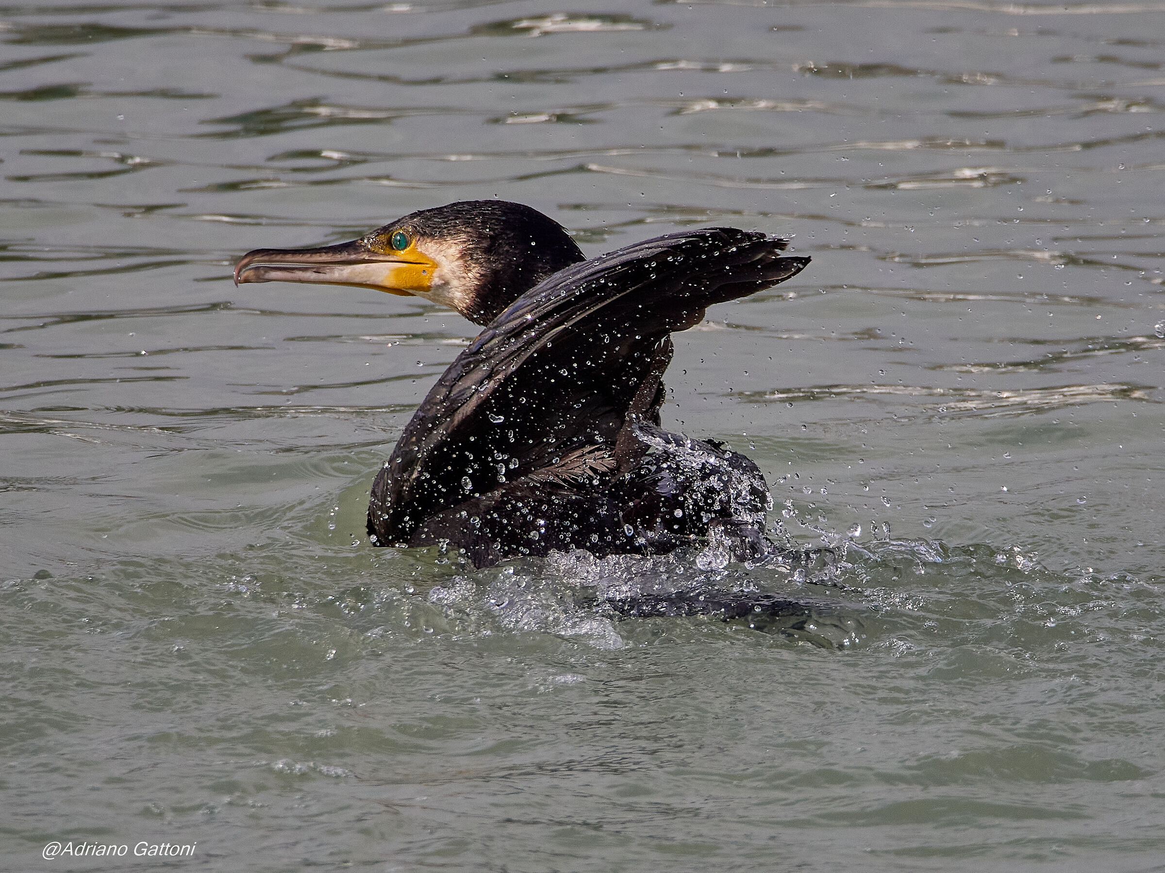 il bagno del cormorano