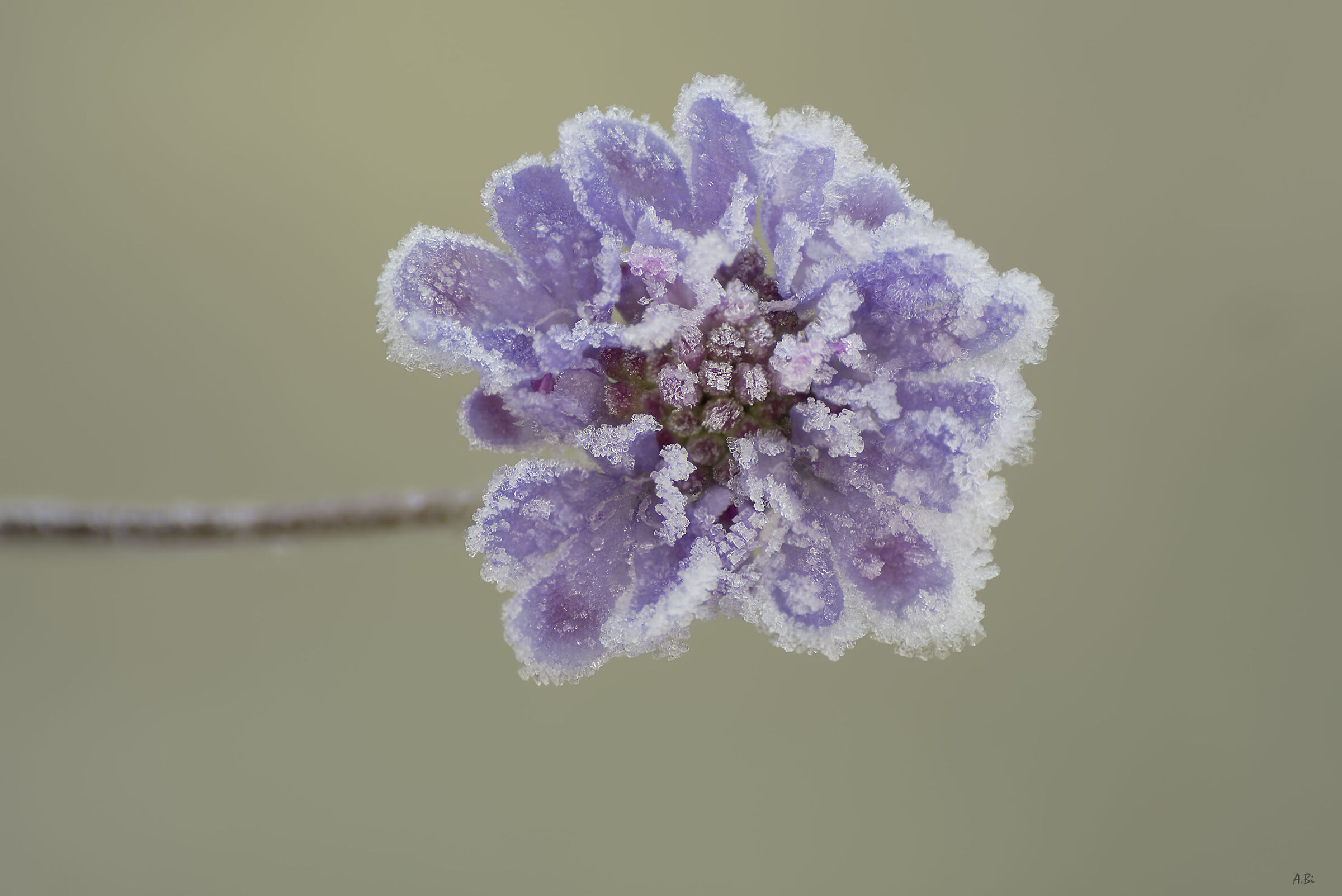 The first frost