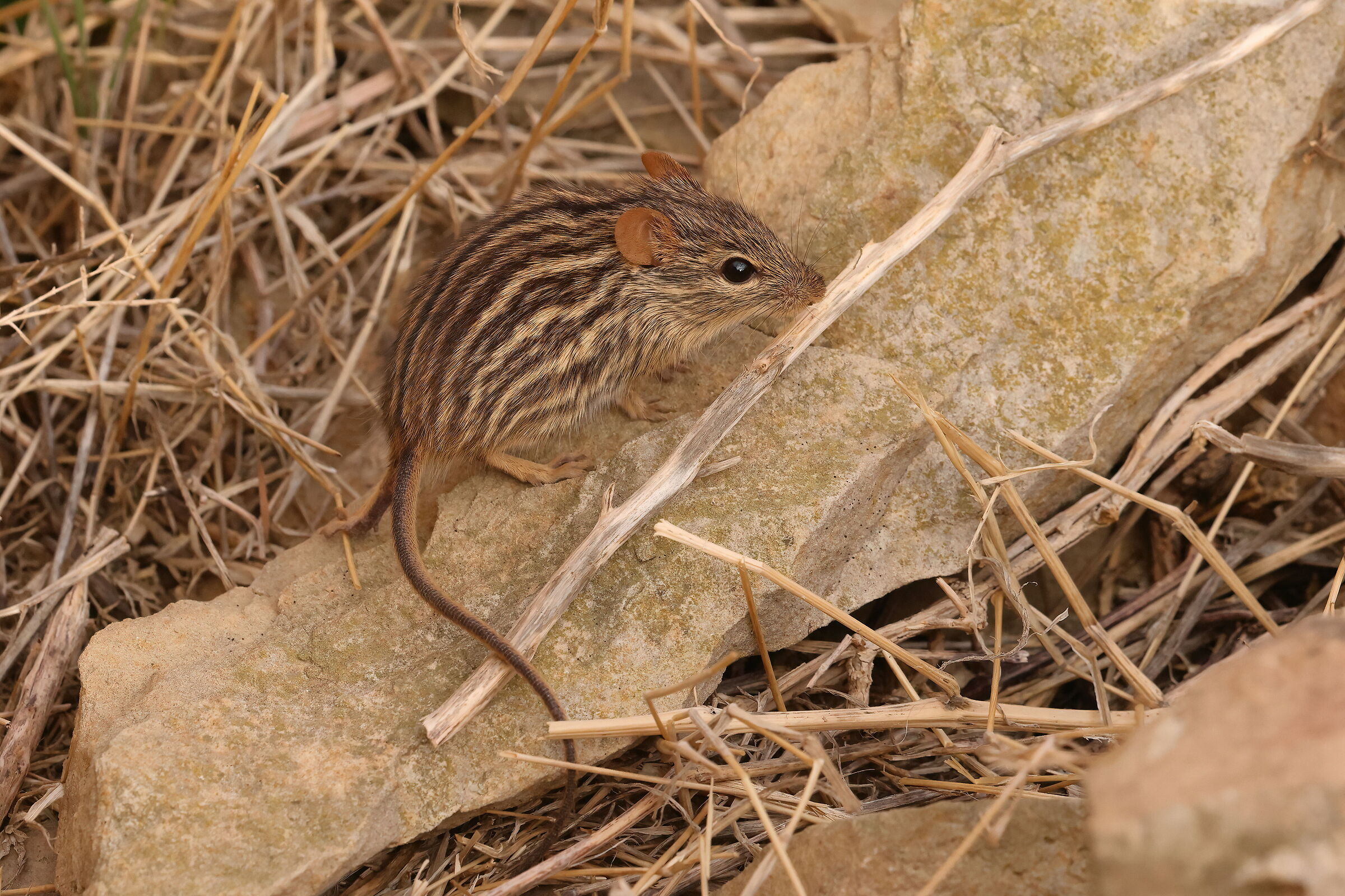 Barbery striped mouse
