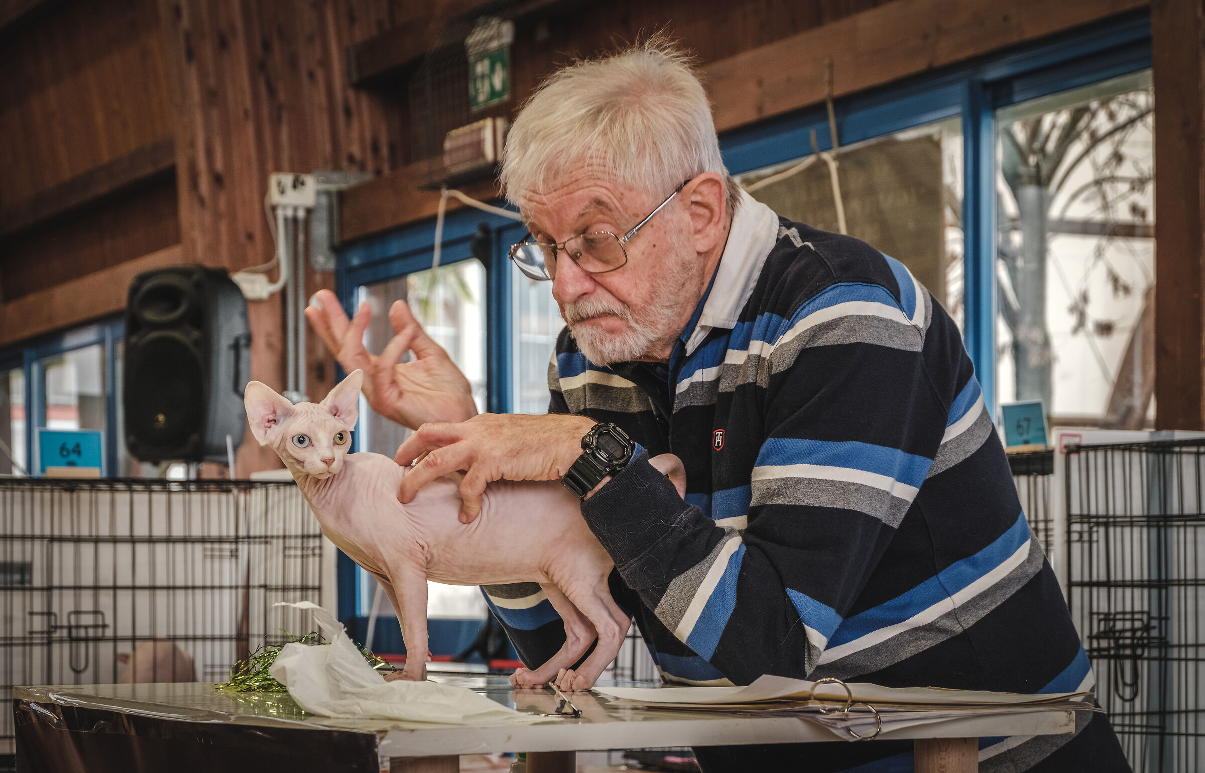 Gatto "mostruosamente" bello
