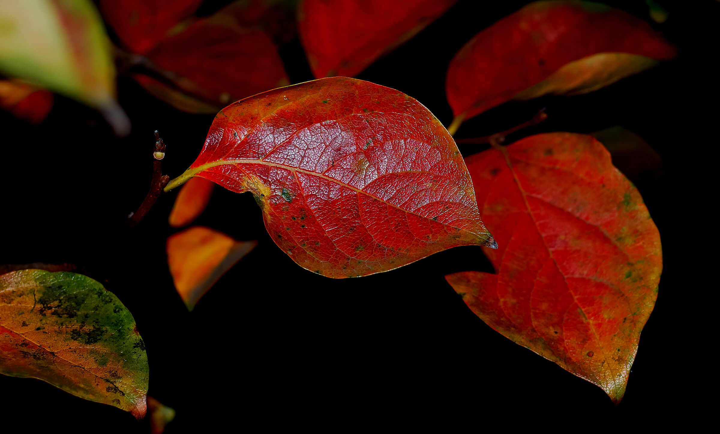 autumn leaves
