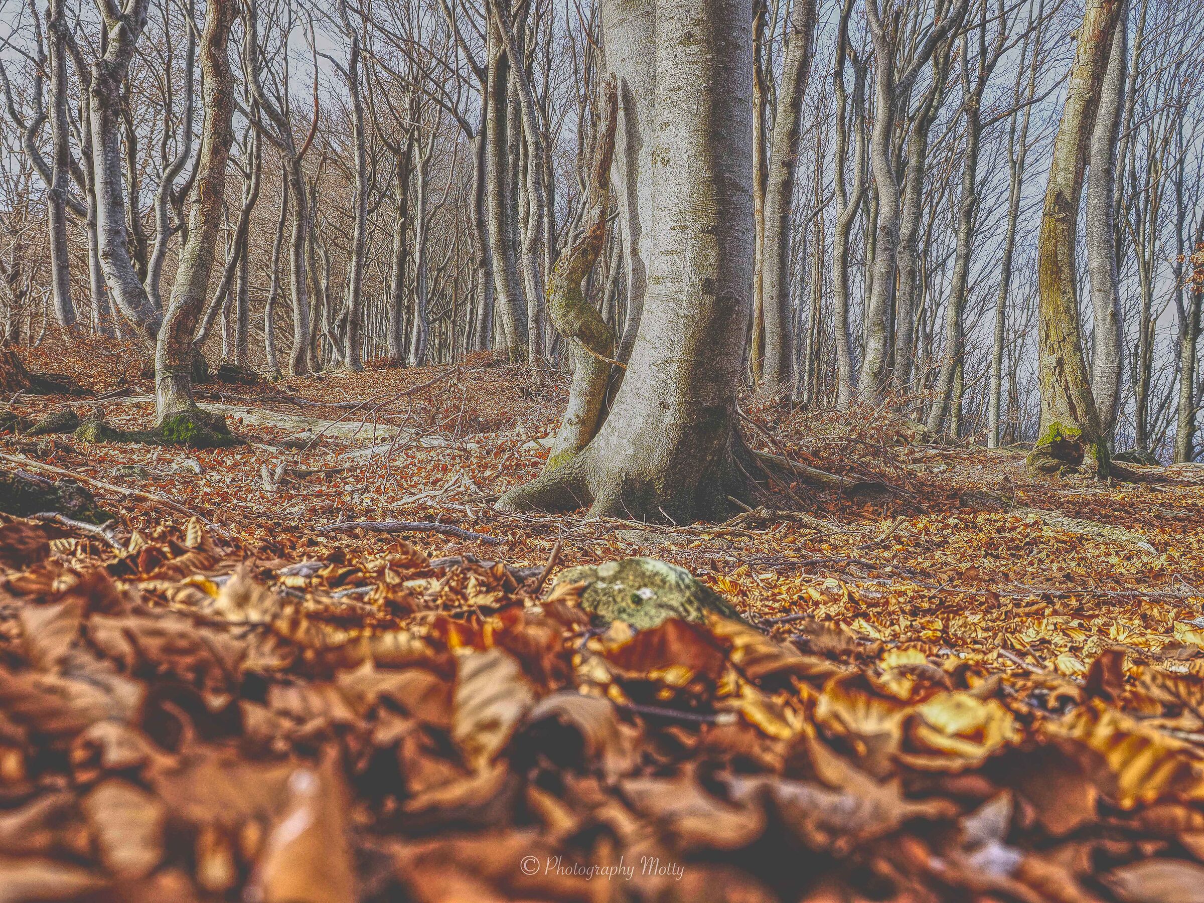 The tranquility of the forest