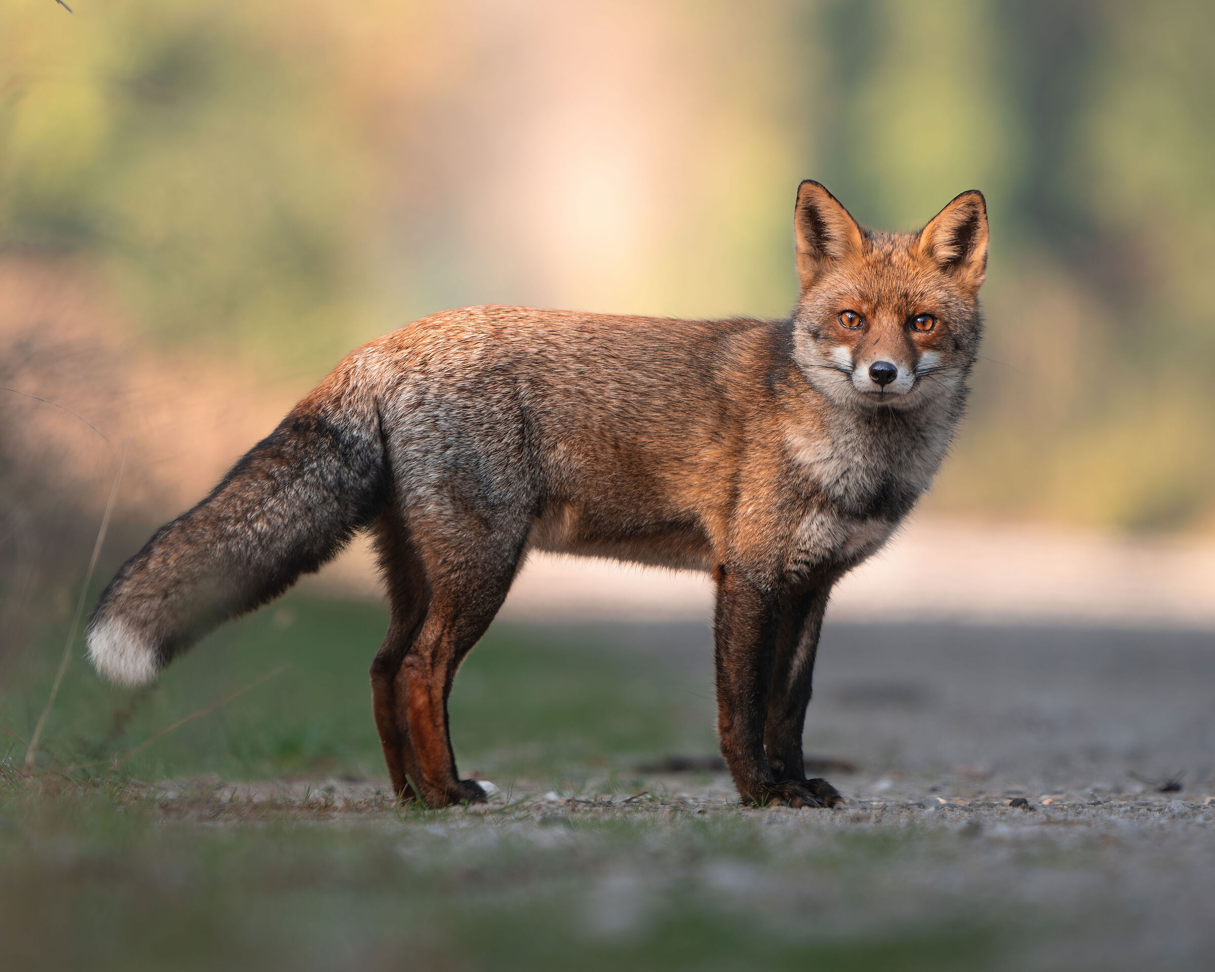 Meeting with an old friend