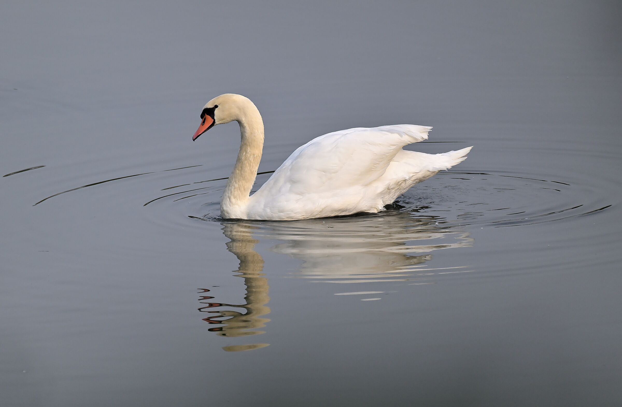 Cigno reale selvatico