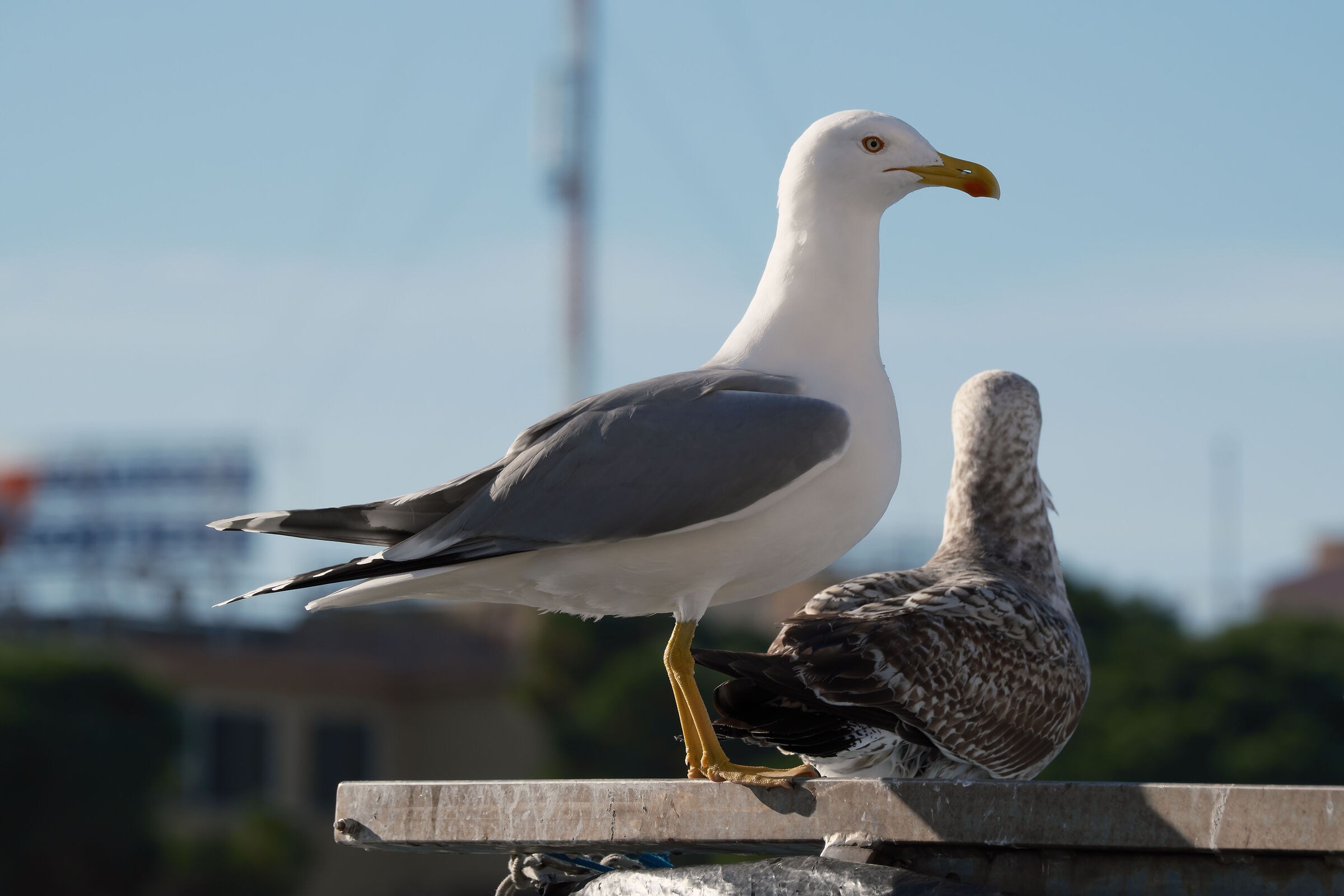 Il gabbiano Jonathan Livingston