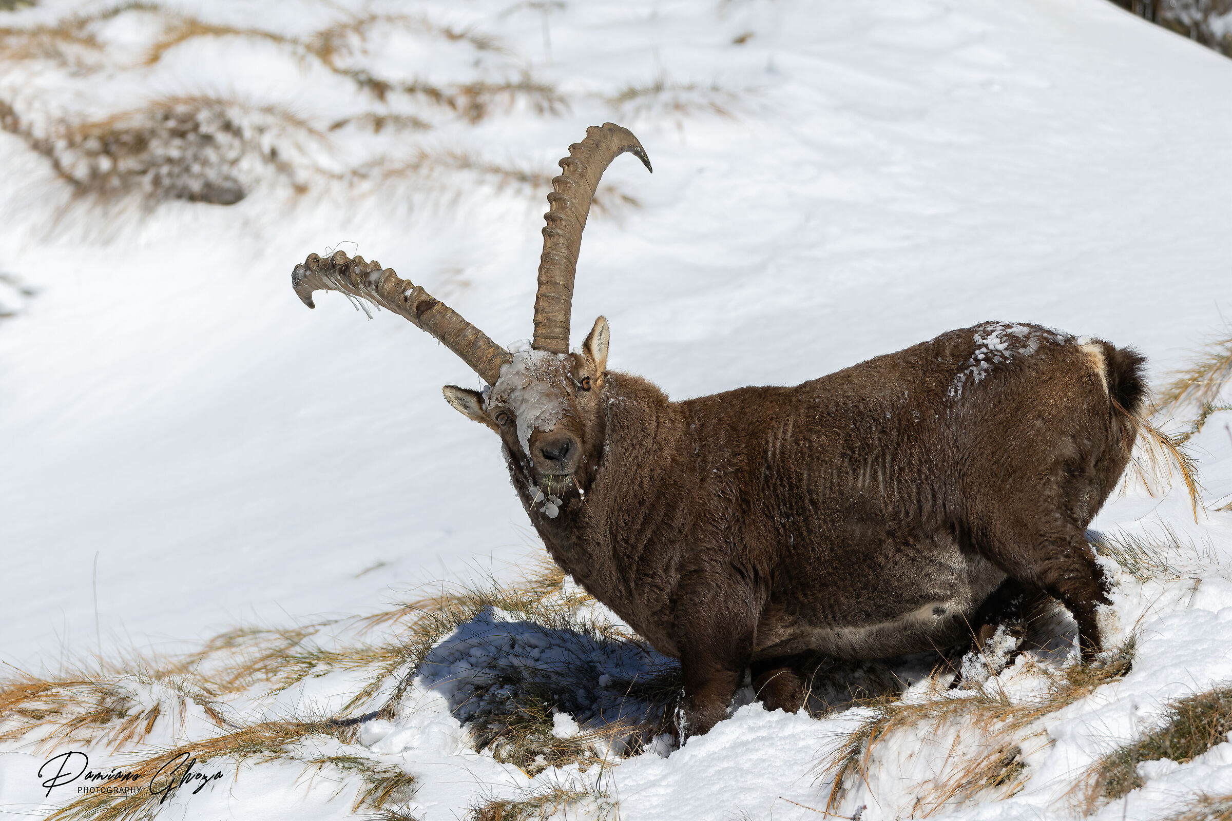 Ibex
