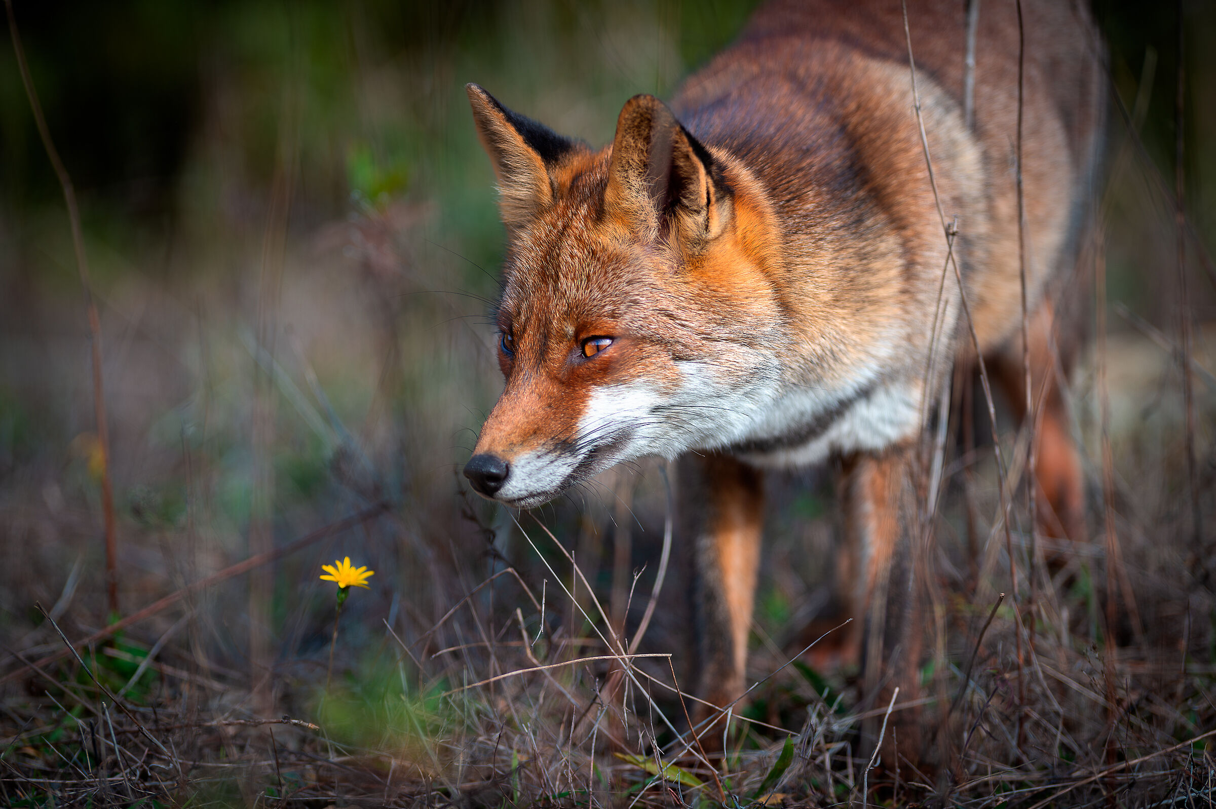 fox