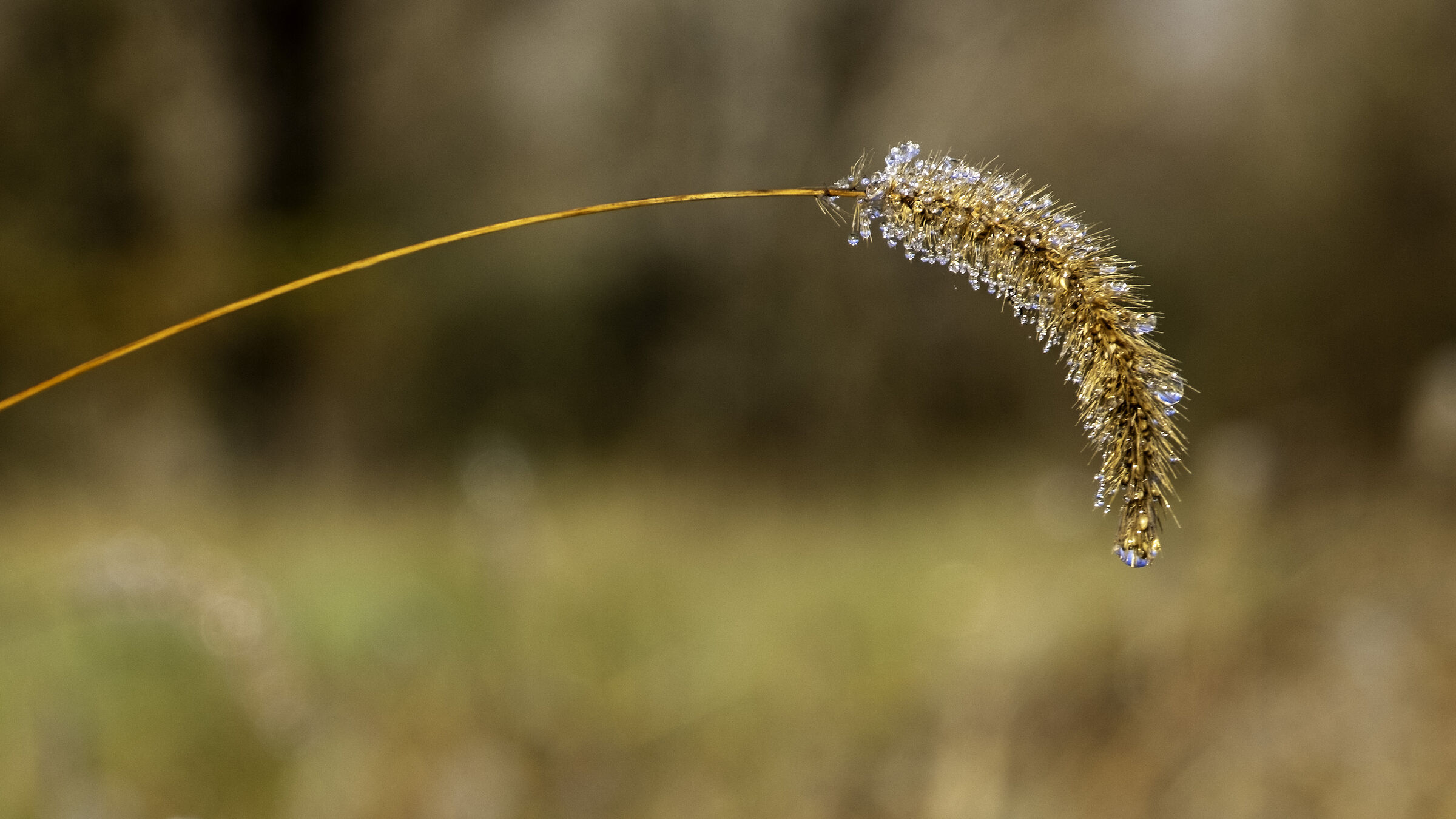dewdrop