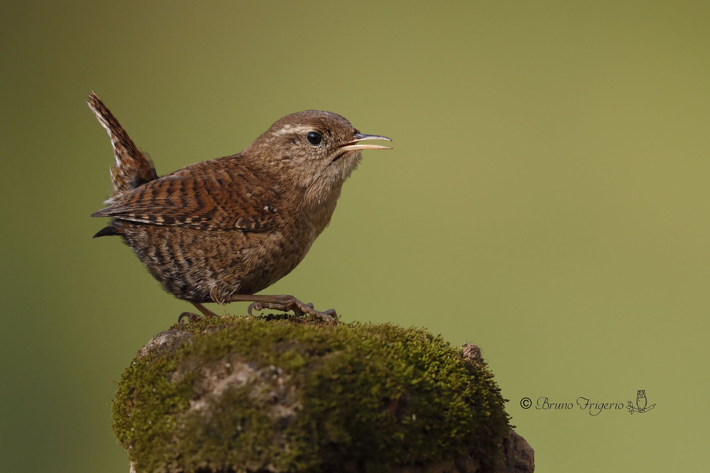 wren