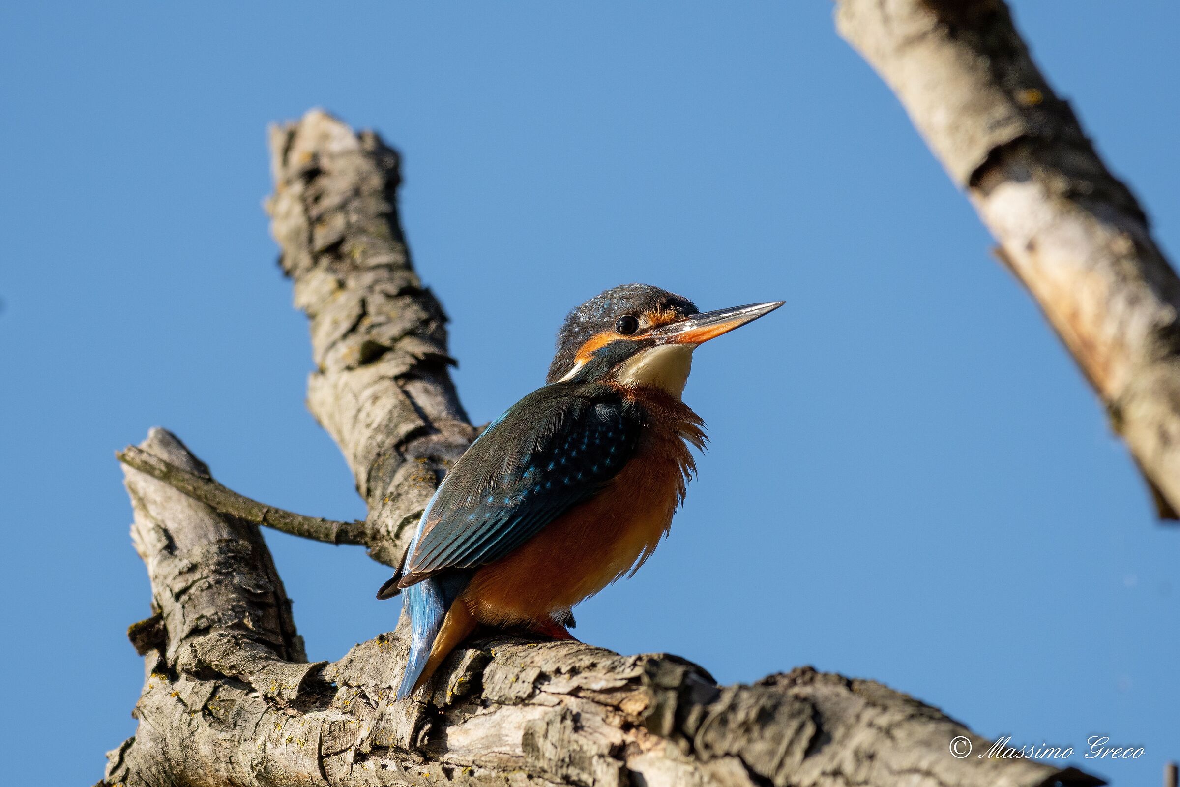 Kingfisher