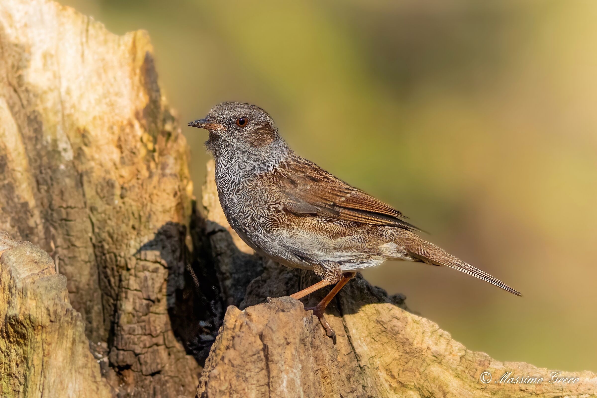 Dunnock