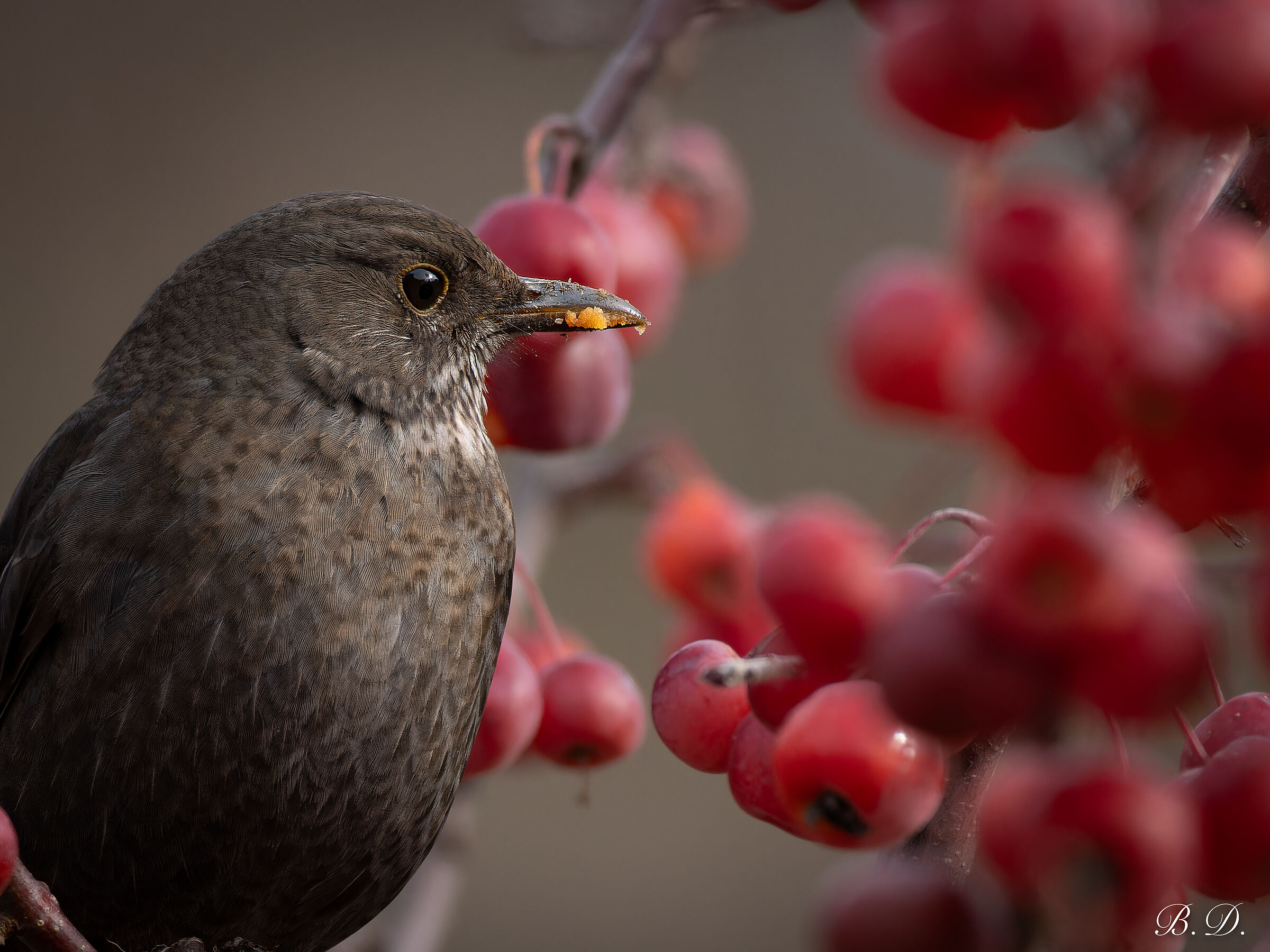 Blackbird
