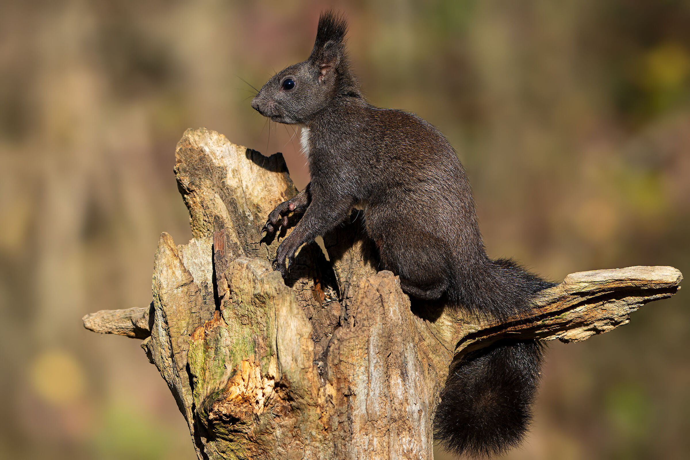 Common squirrel