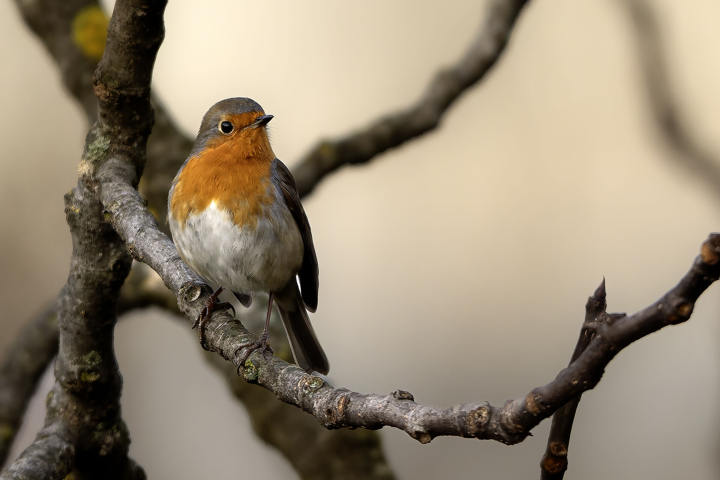 Erithacus rubecula