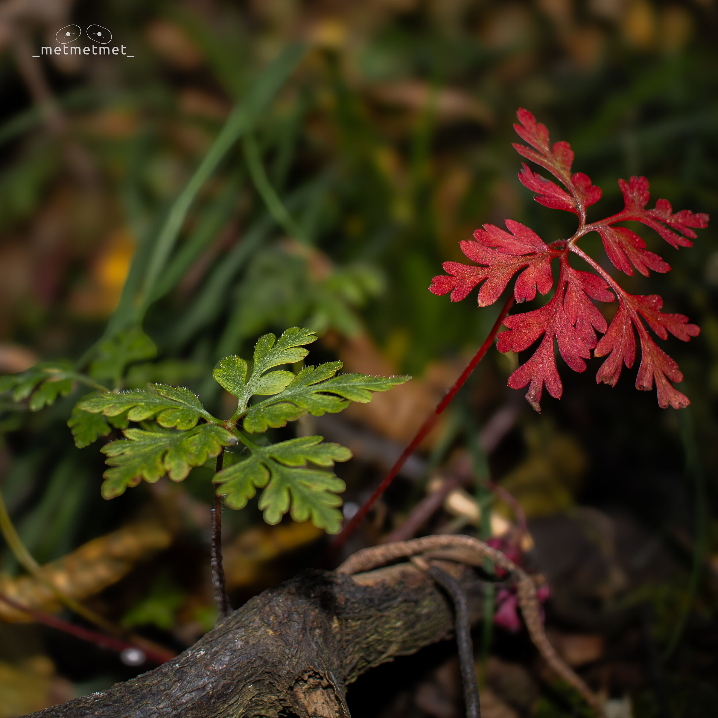 In verde e rosso