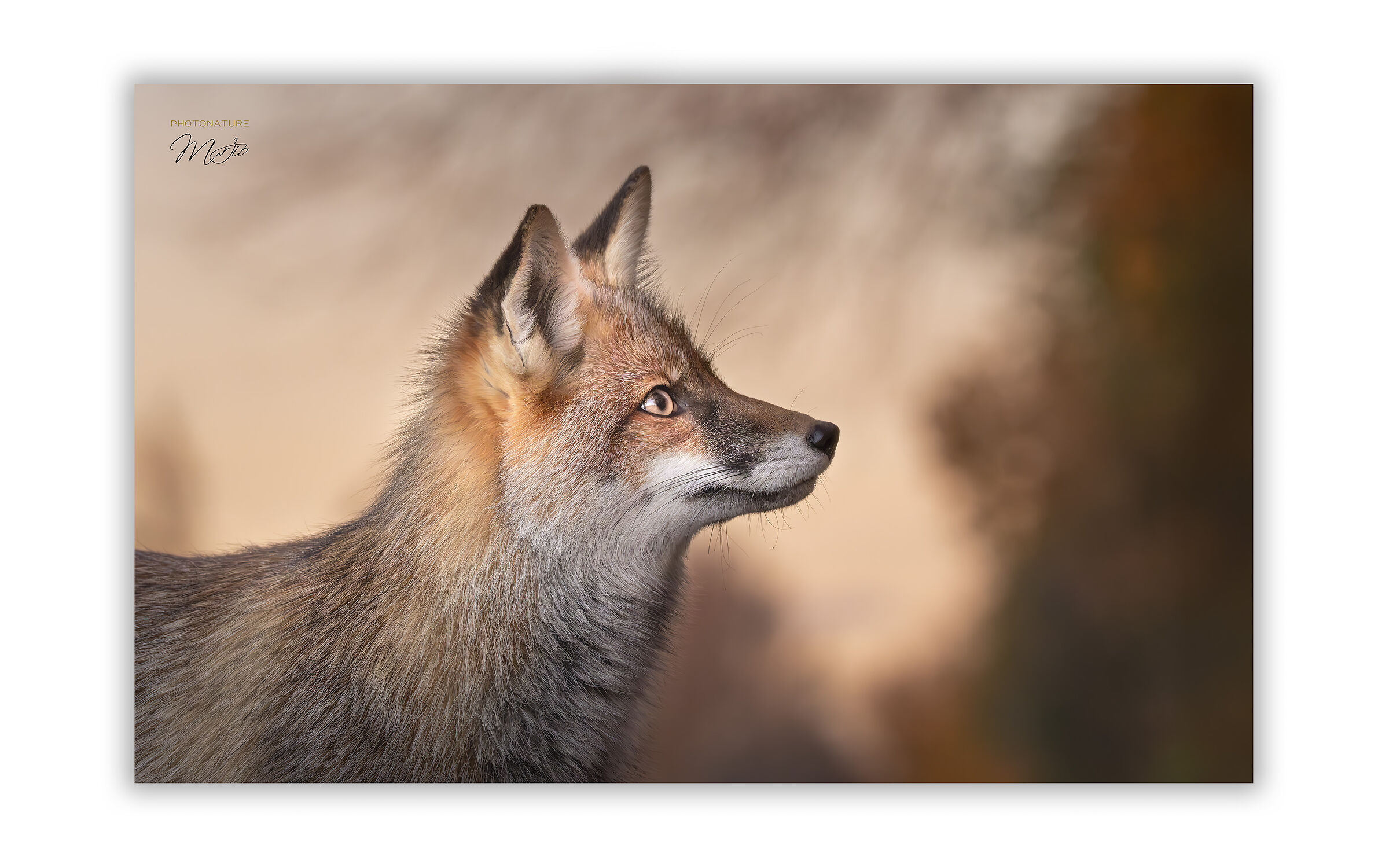 Lo sguardo attento della volpe