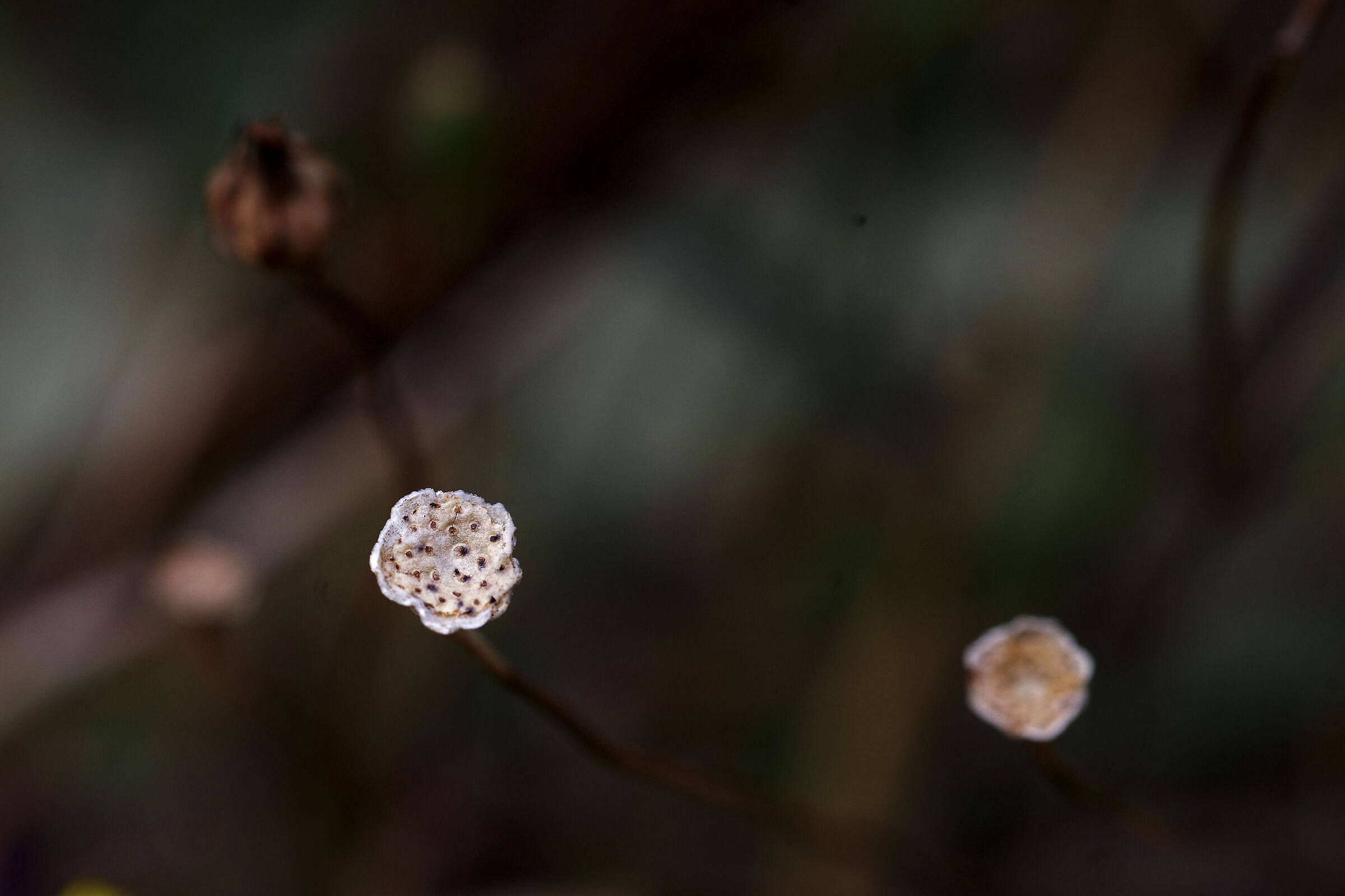 Inflorescence (crop 100)