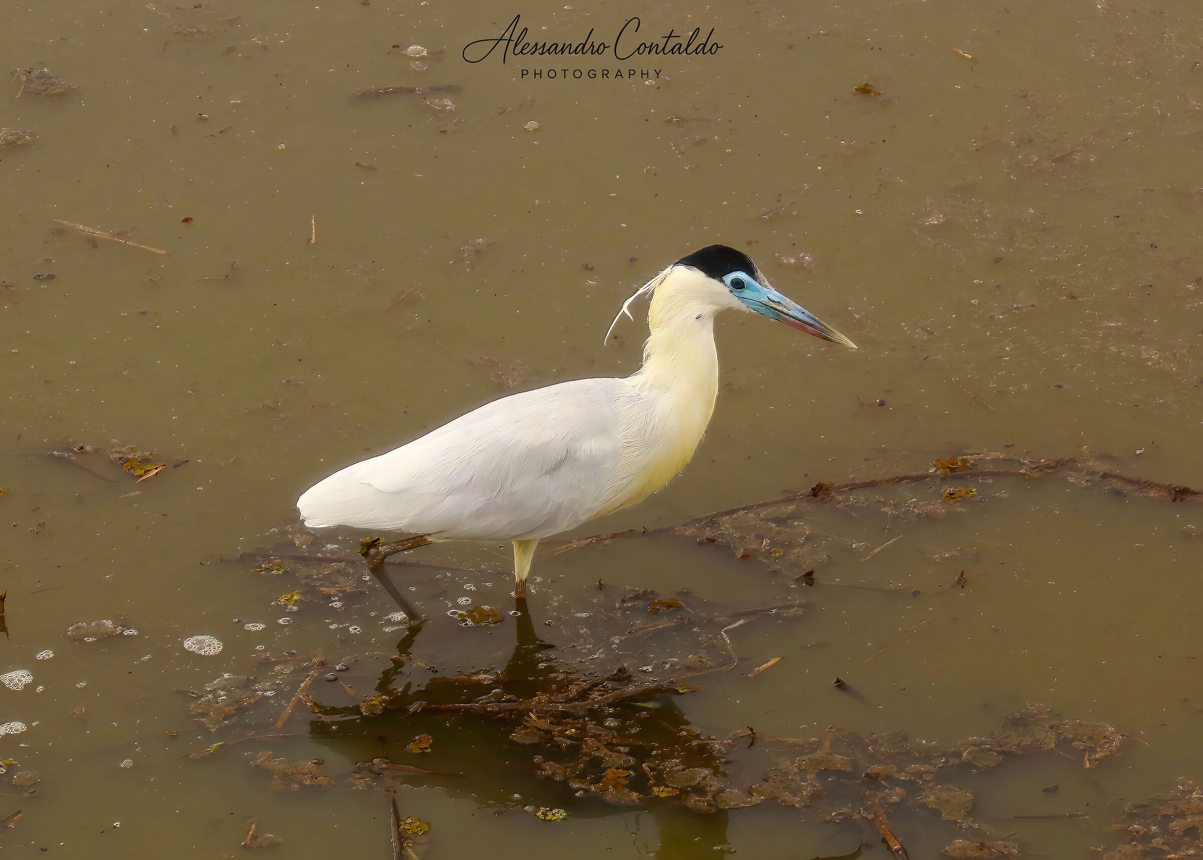 Pilherodius pileatus