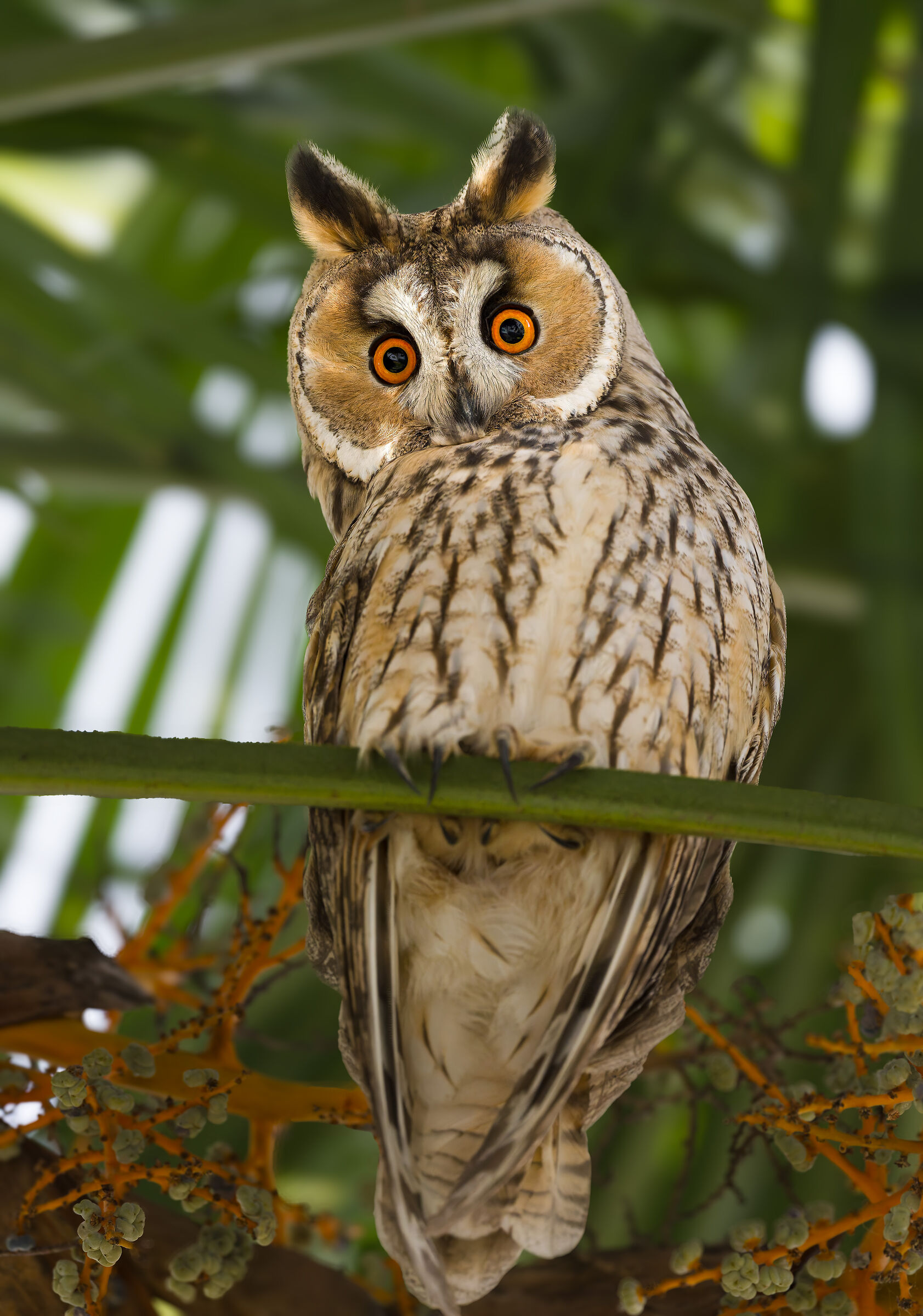 Asio otus - Gufo Comune - Piemonte