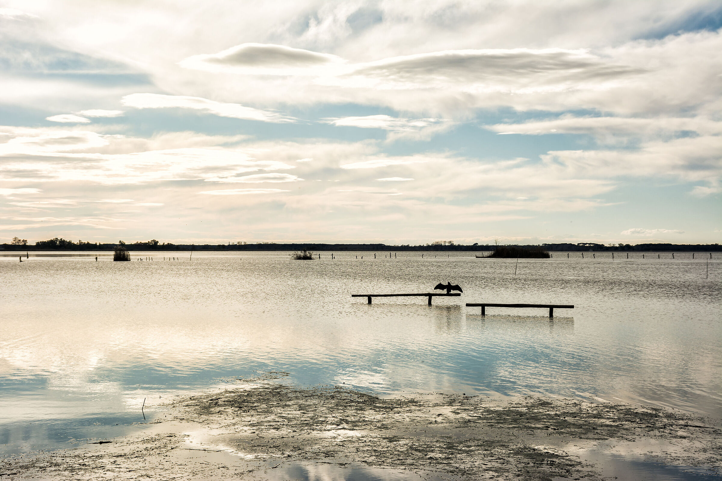 A special day in Massaciuccoli