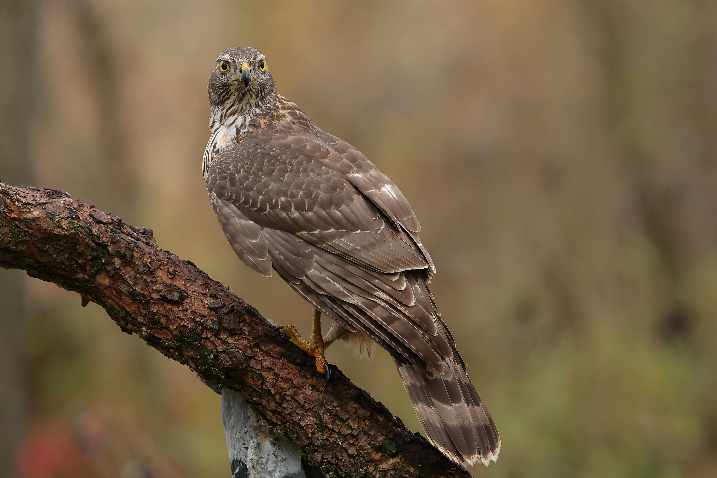 Goshawk