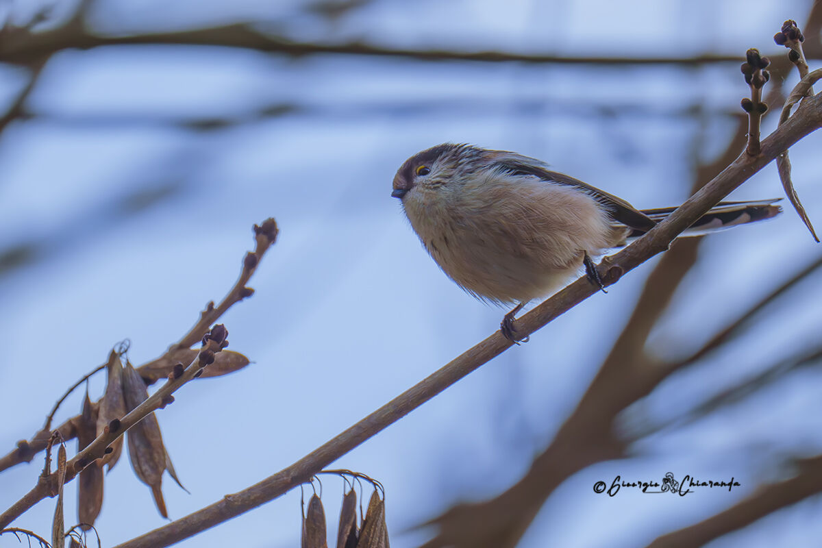 Codibugnolo (Aegithalos caudatus)