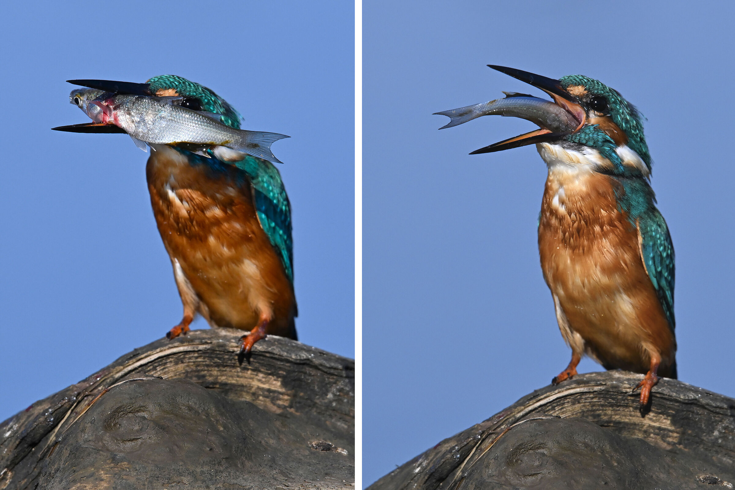 Great and filling meal