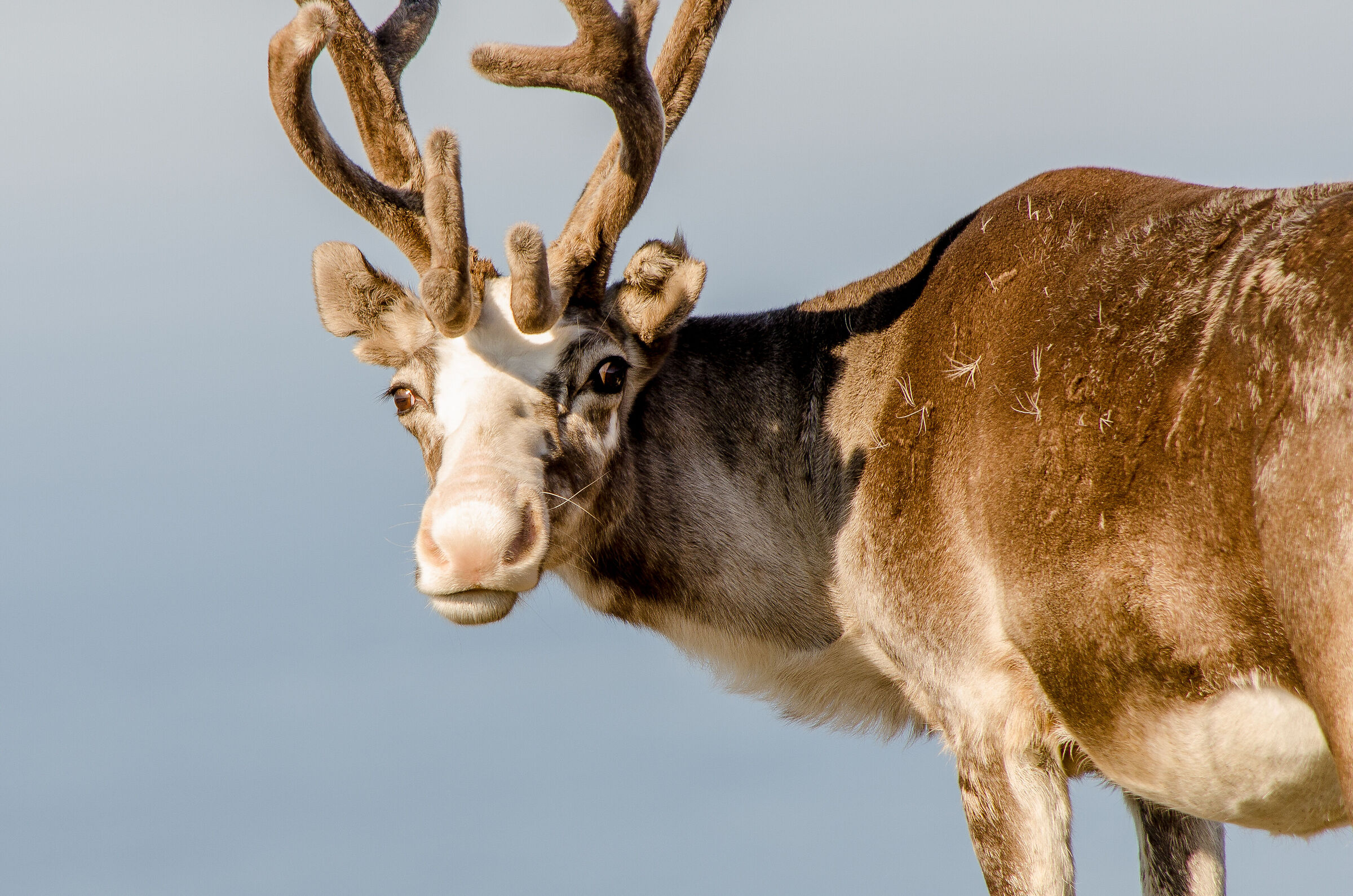 Reindeer at the North Cape
