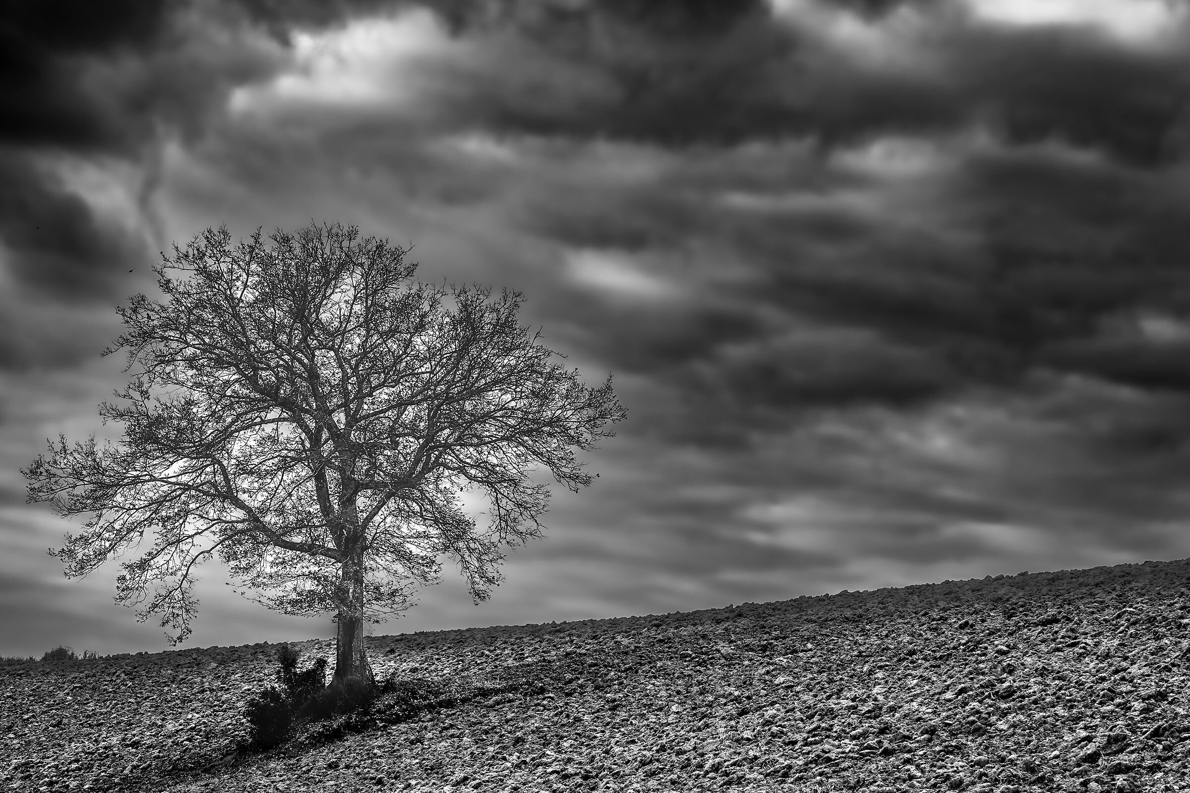 Genealogico tree