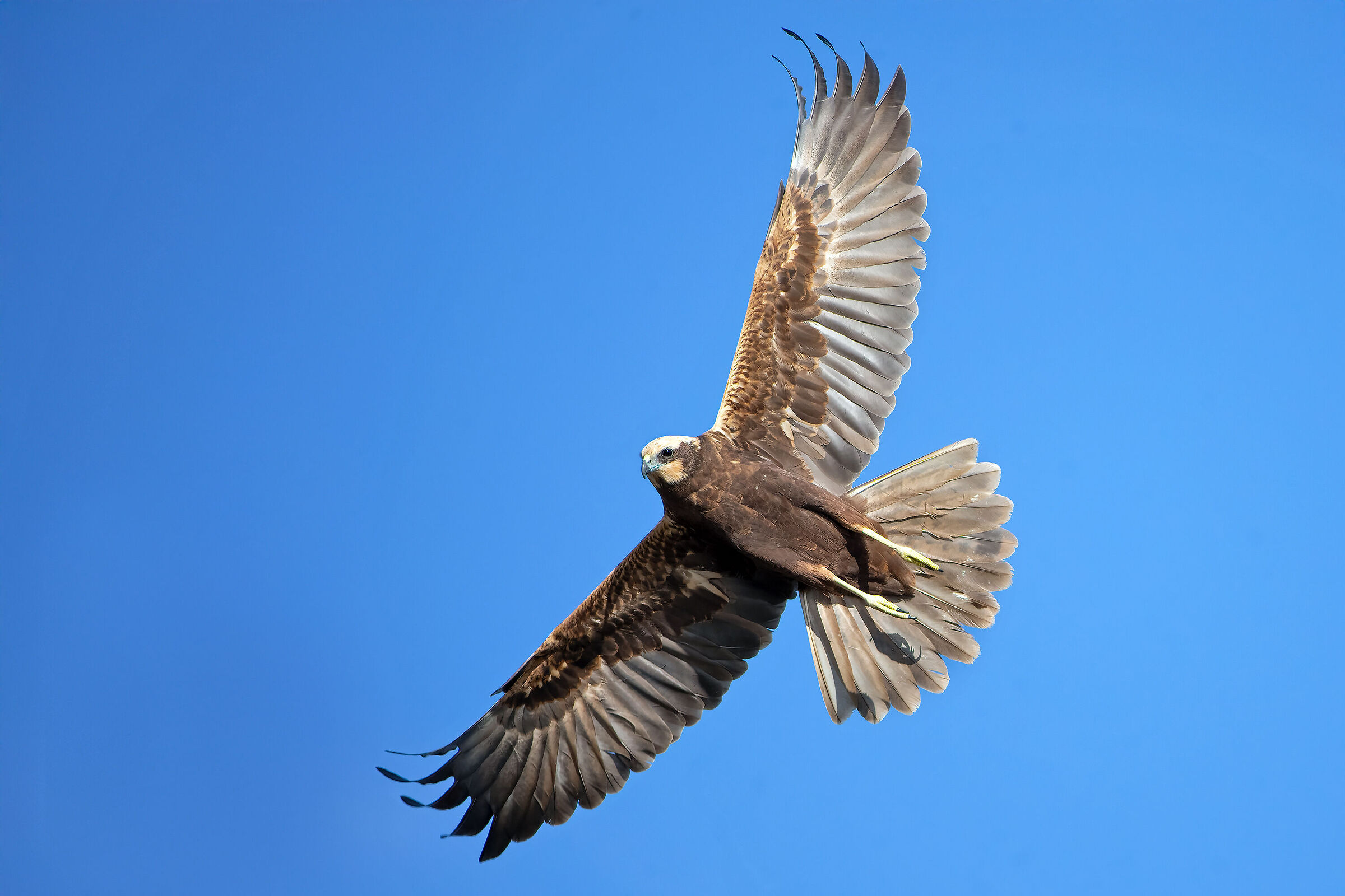 Marsh Harrier