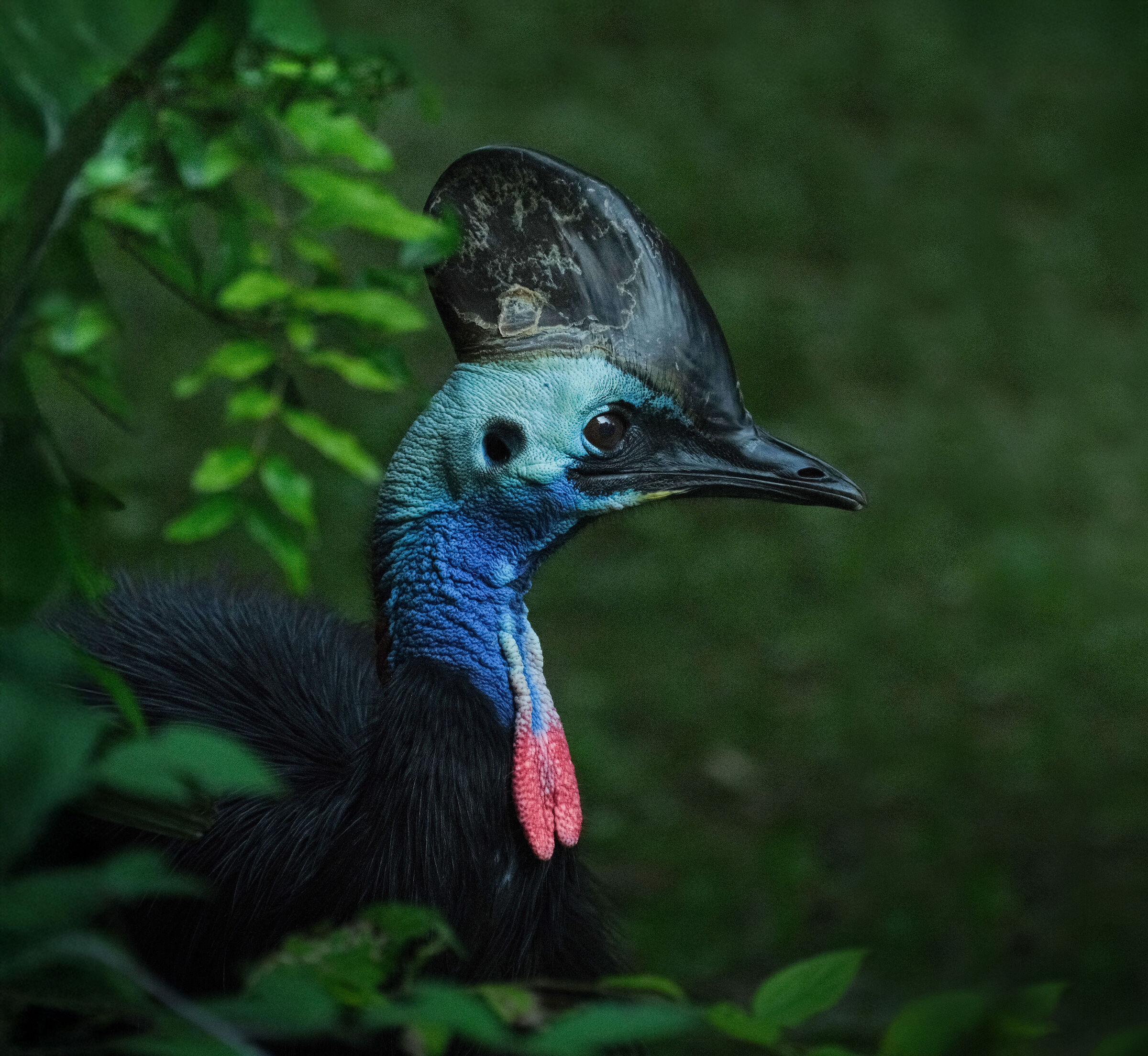 AUSTRALIAN CASSOWARY
