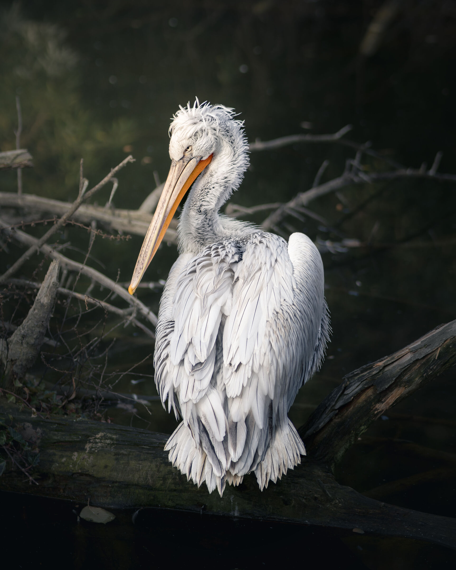 Pelican