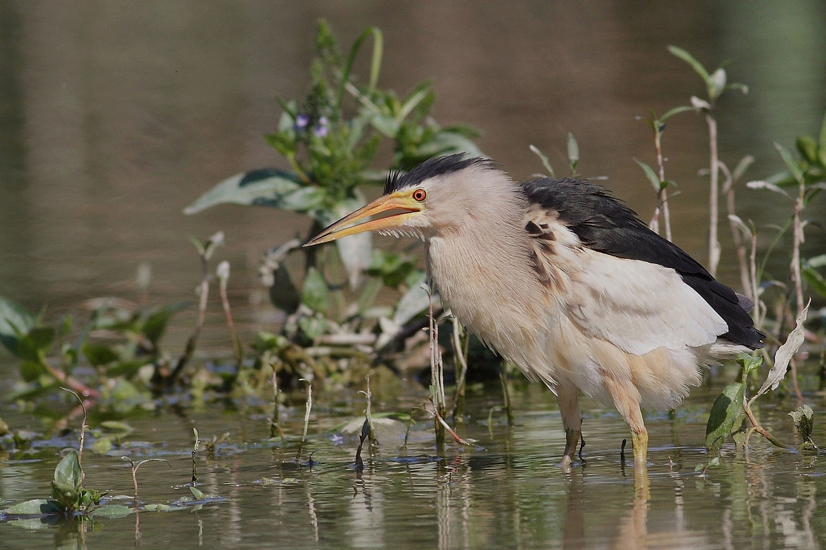 male bittern