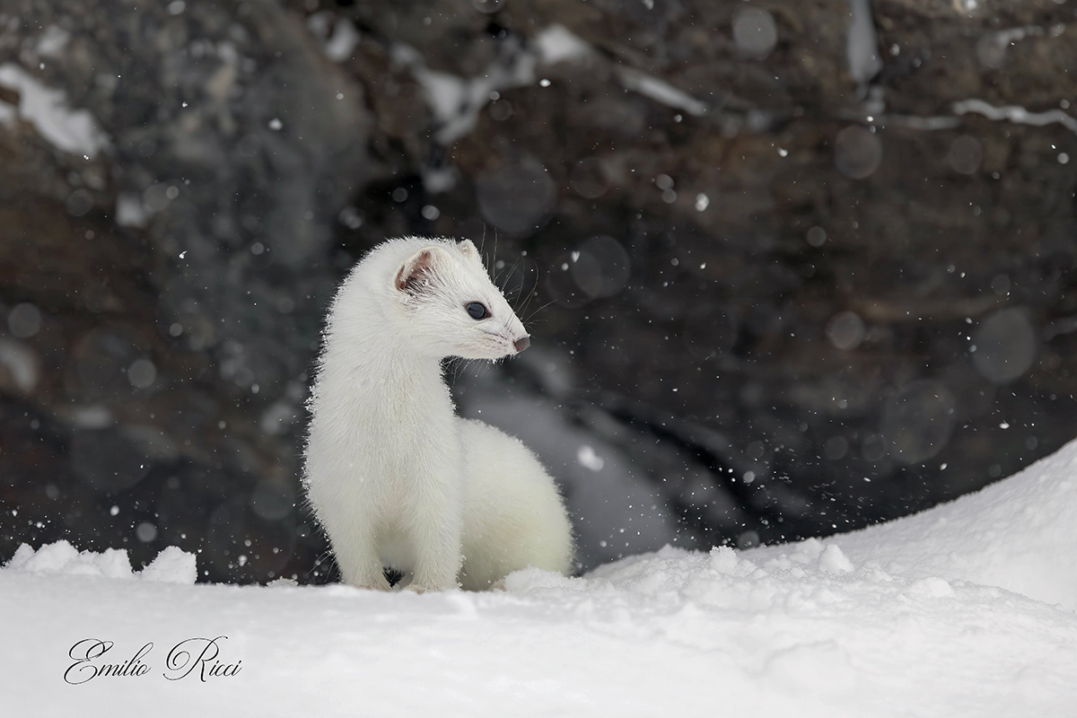 Ermine