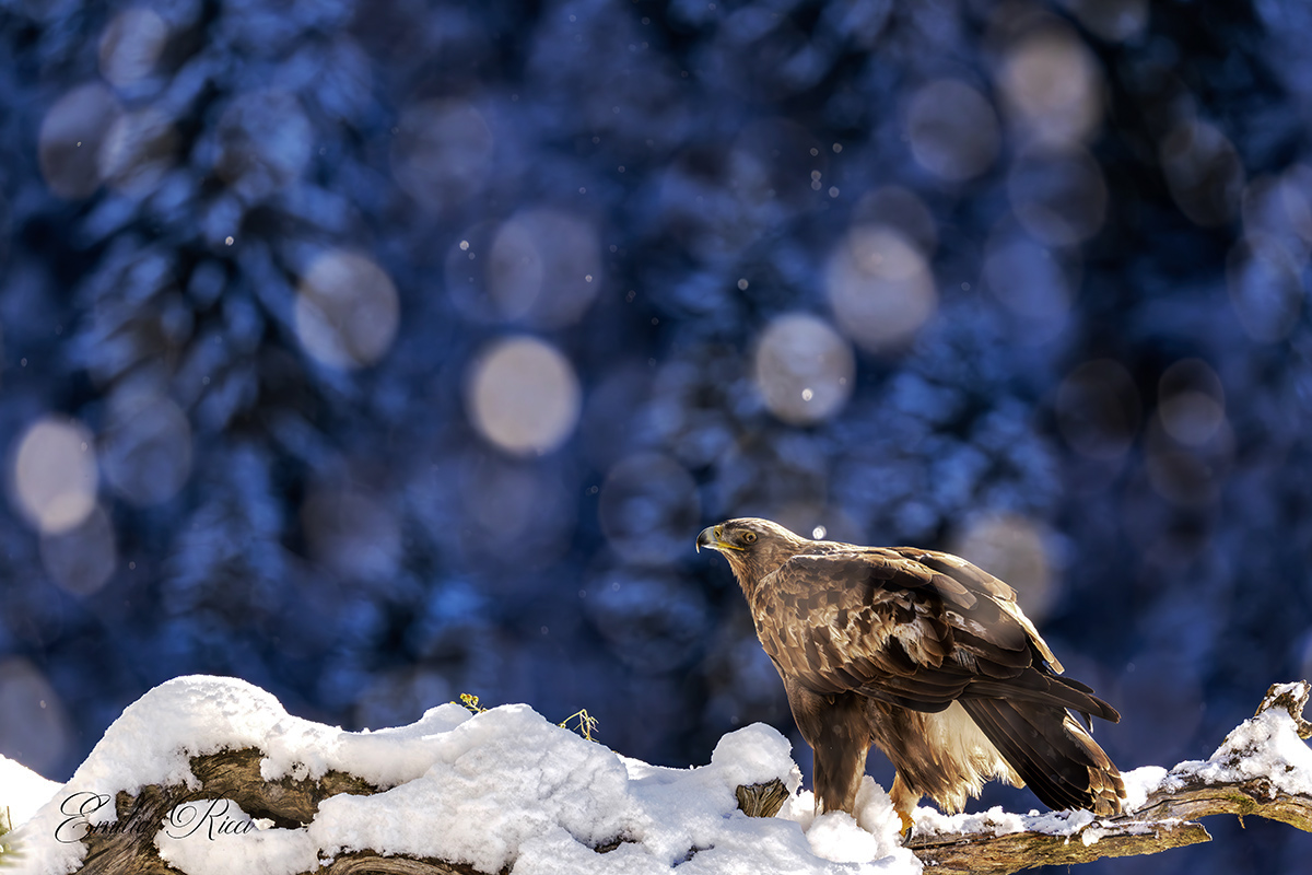 golden eagle Italian Alps