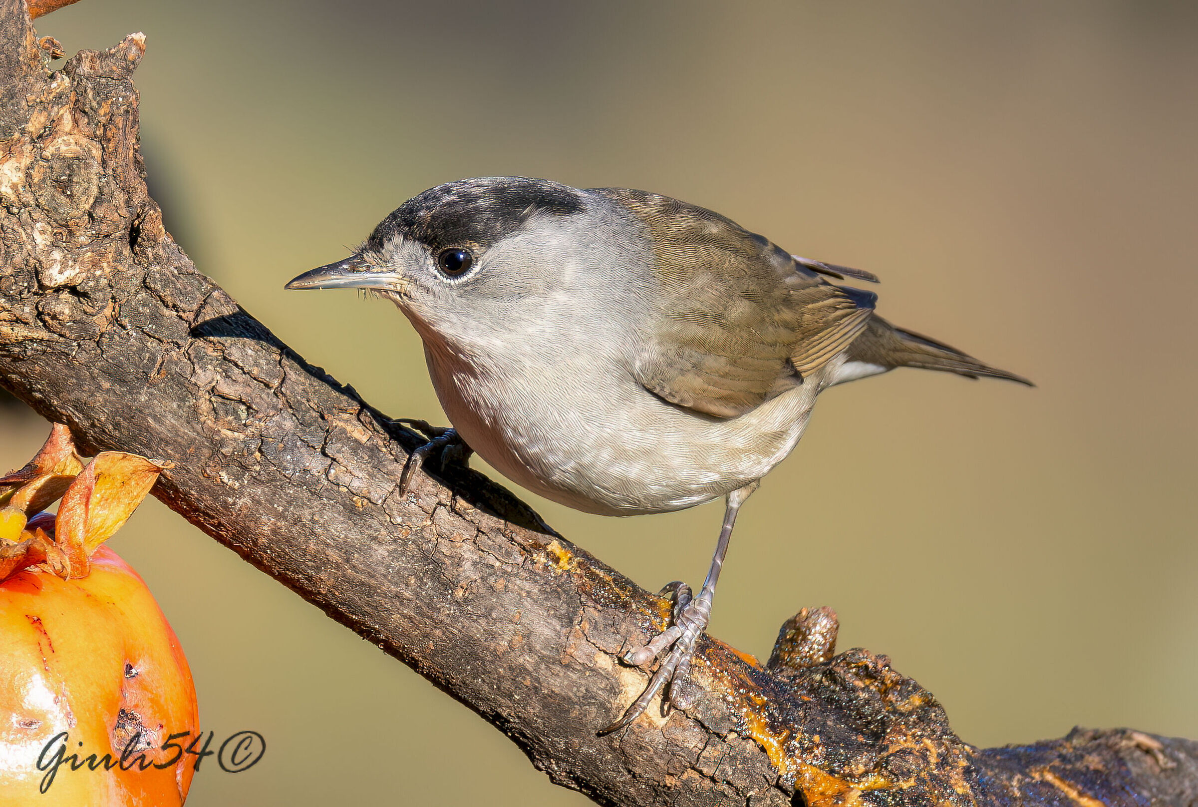 capinera m e il caco