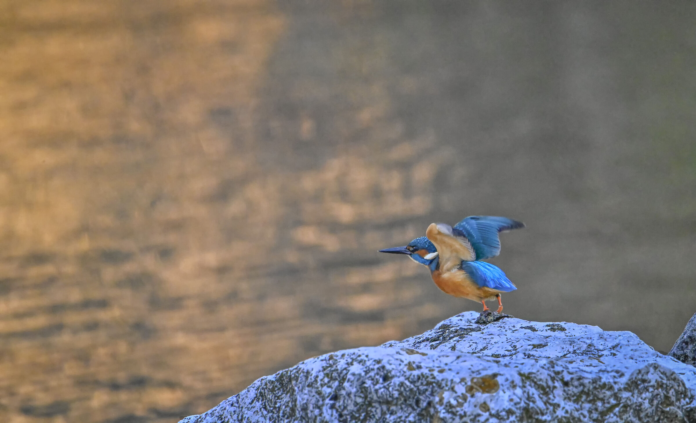 Kingfisher