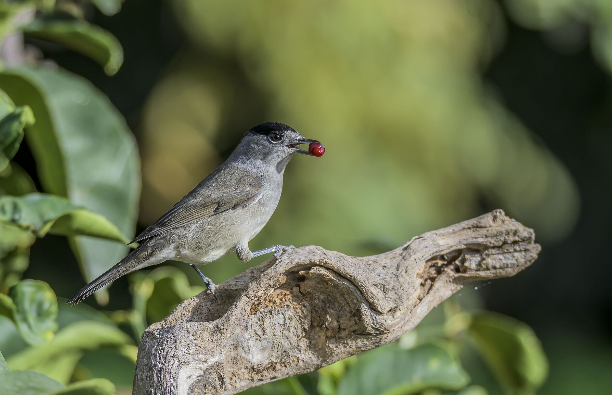 Male blackcap