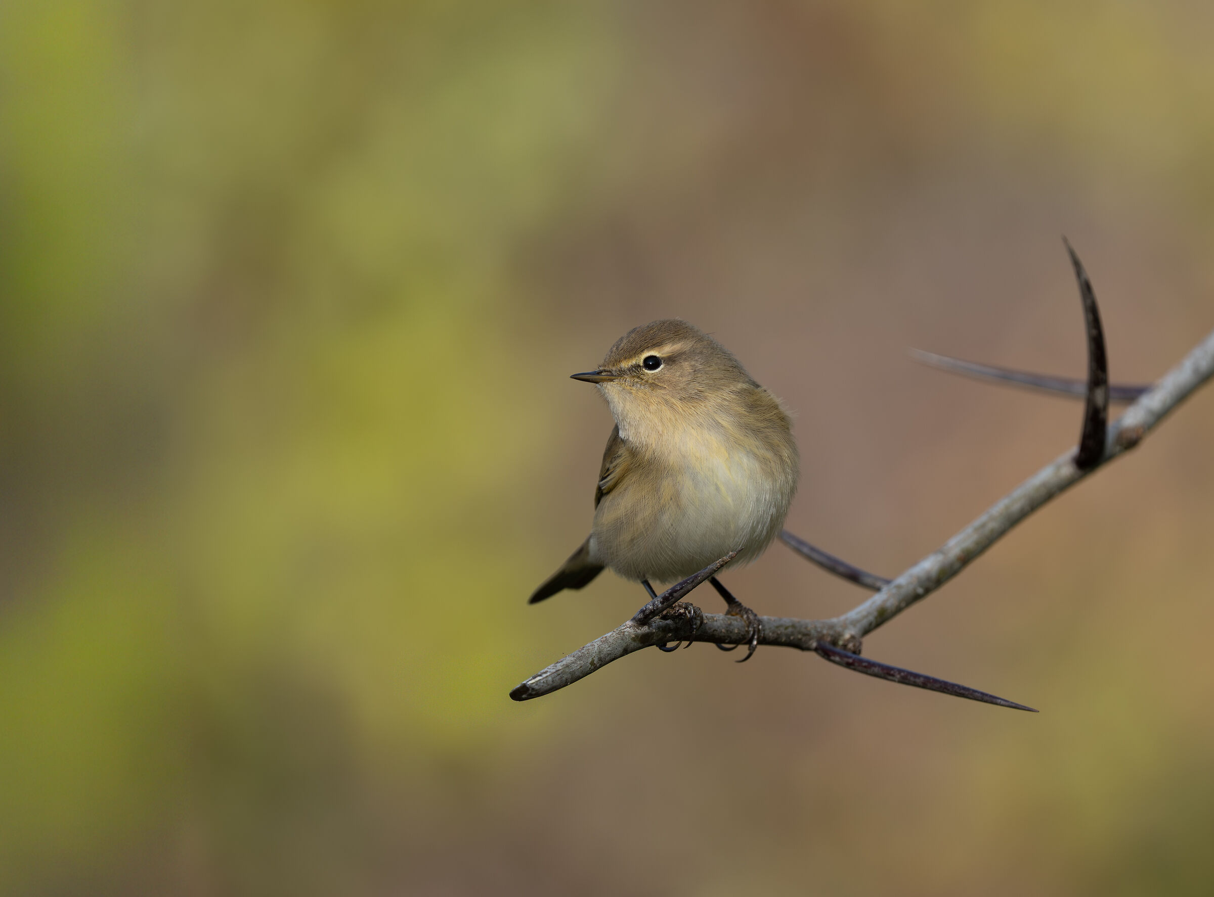 Chiffchaff
