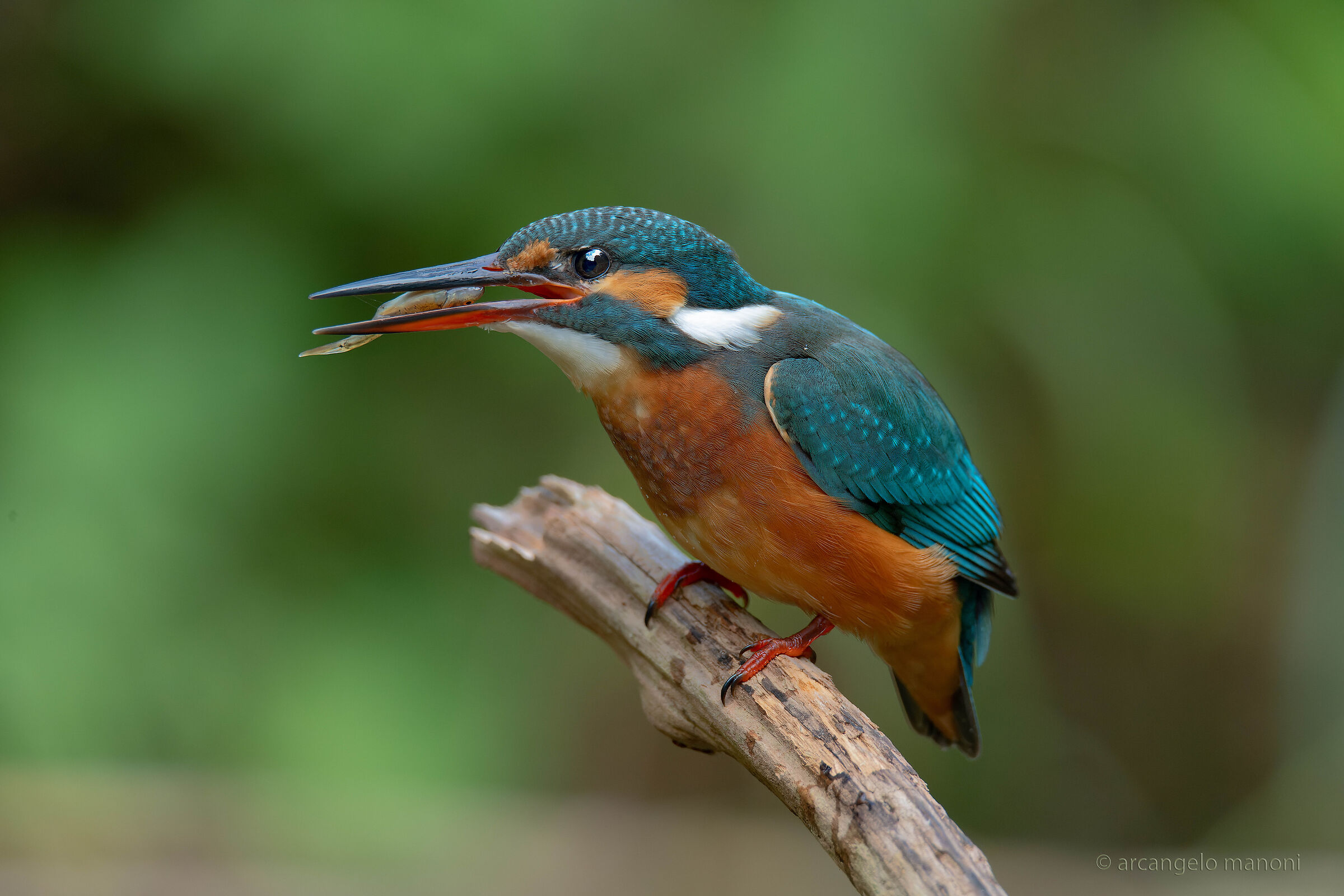 La pesca della martina