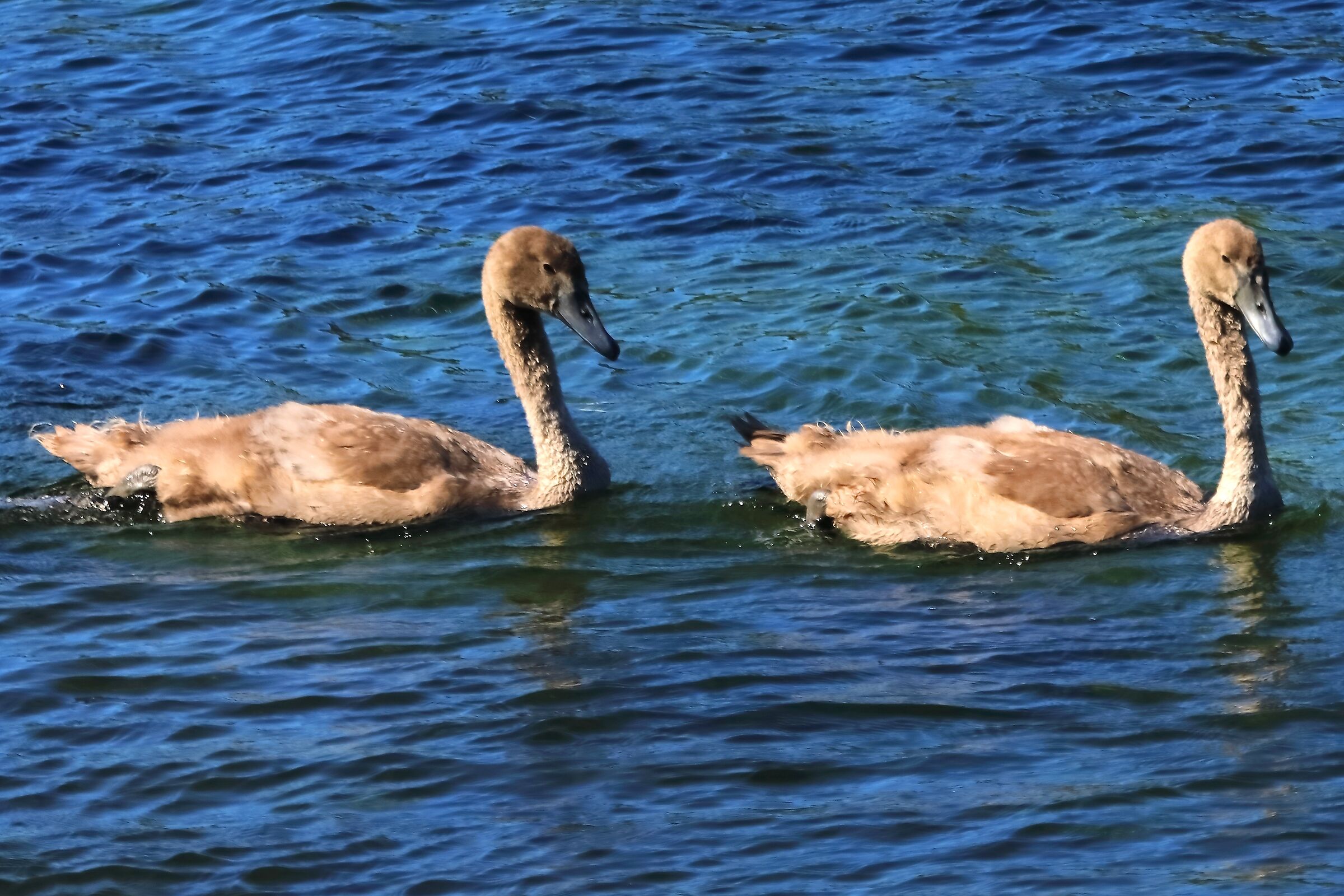 Cigni R N 10 luglio 2025 - 0185