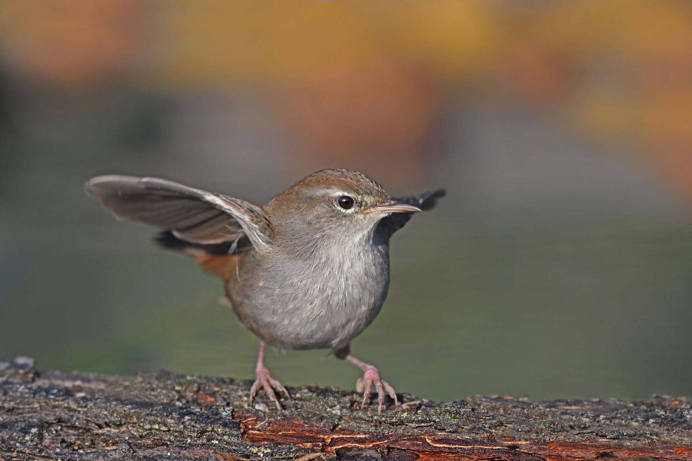 Storie di piume  7   (Usignolo di fiume)